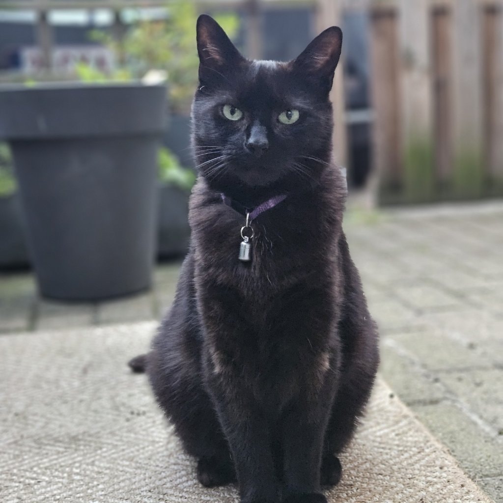 Wollie (Wolfje)