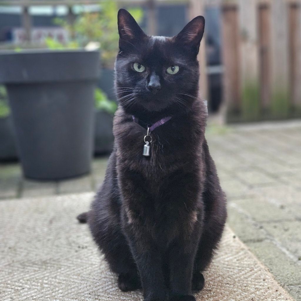 Wollie (Wolfje)