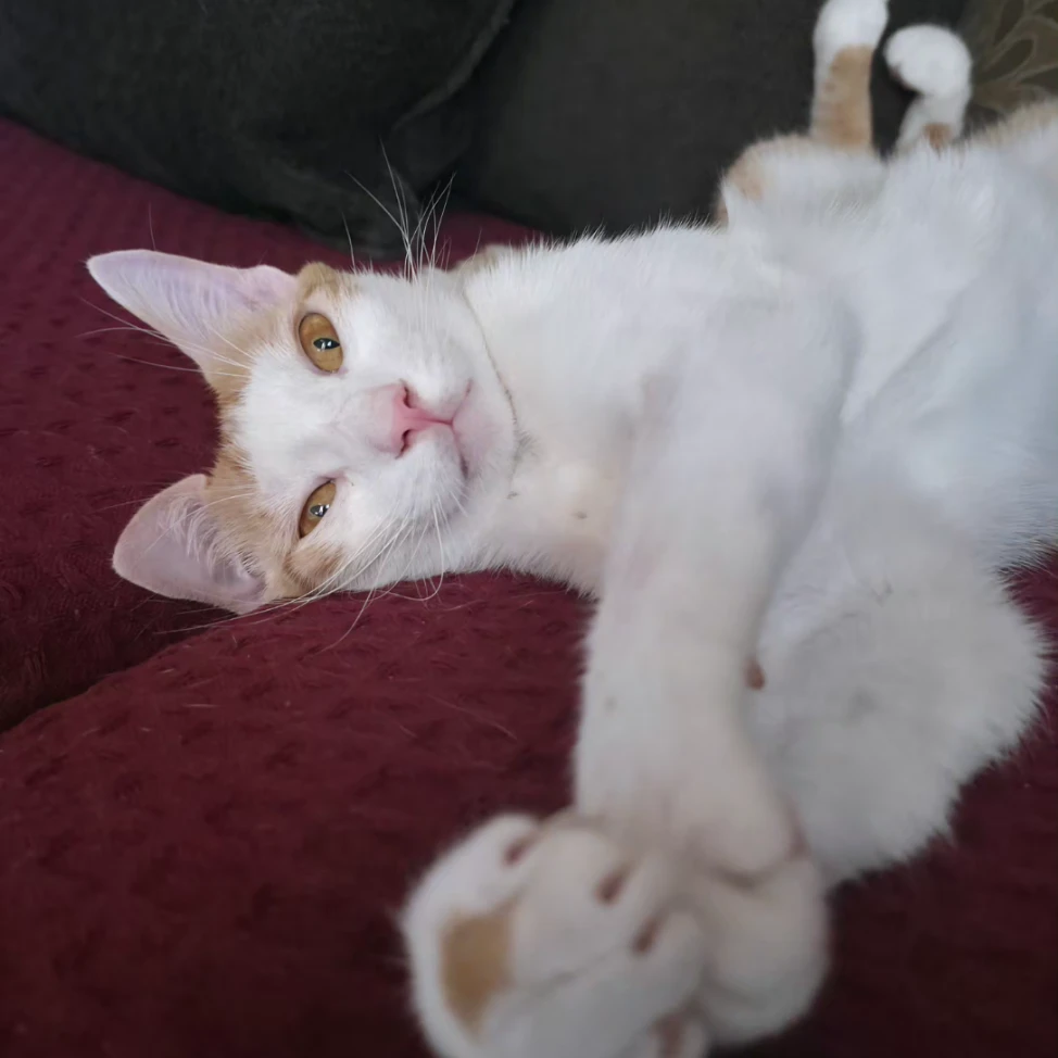 leo