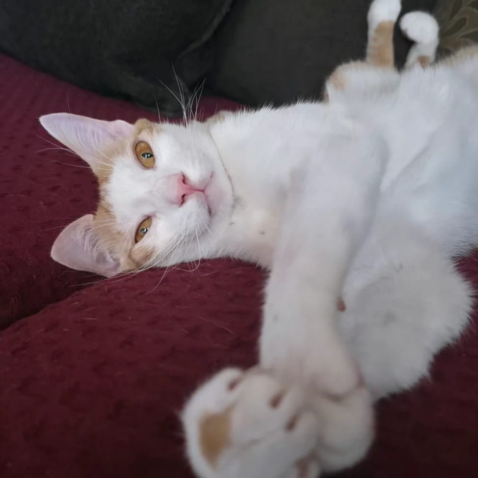 leo