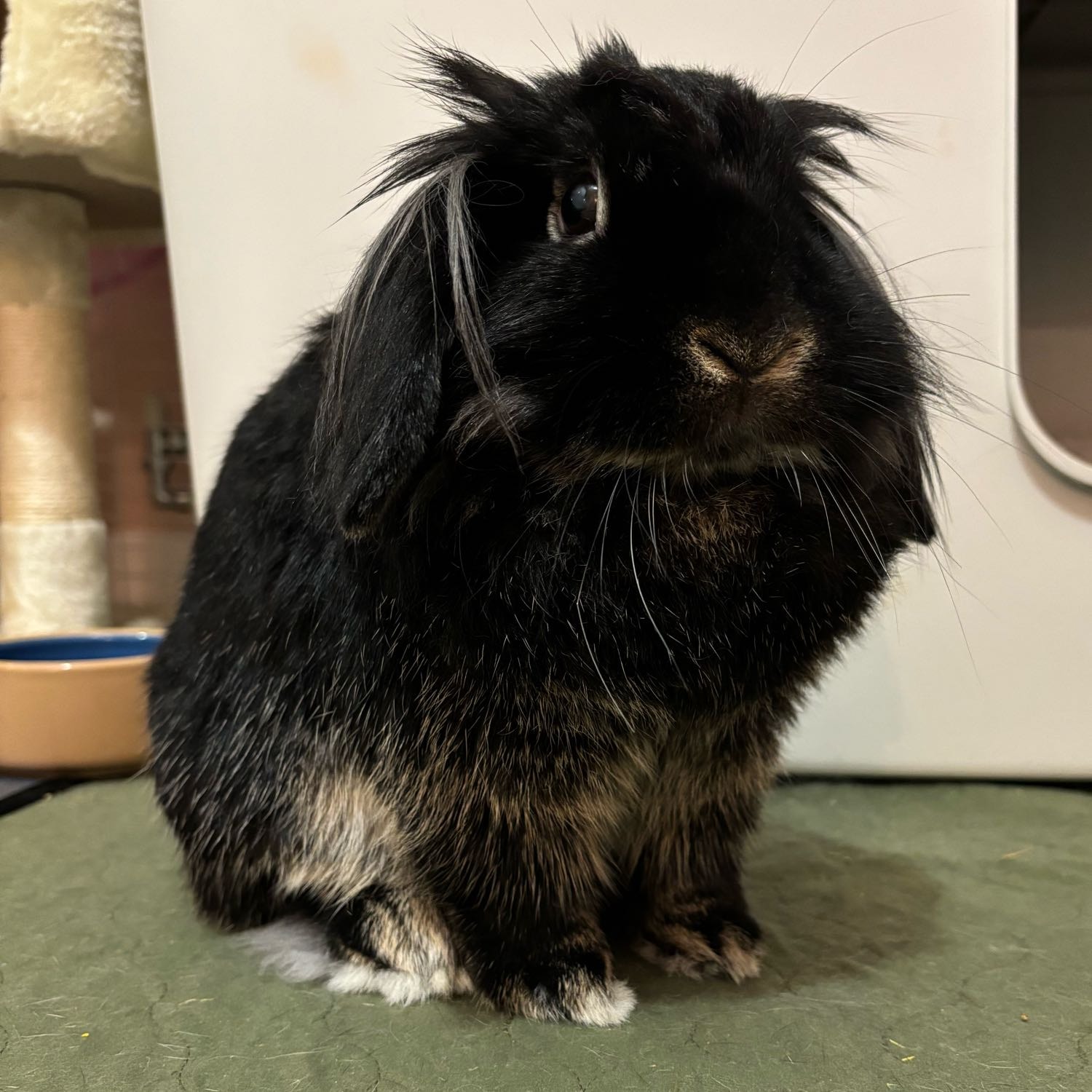Binky