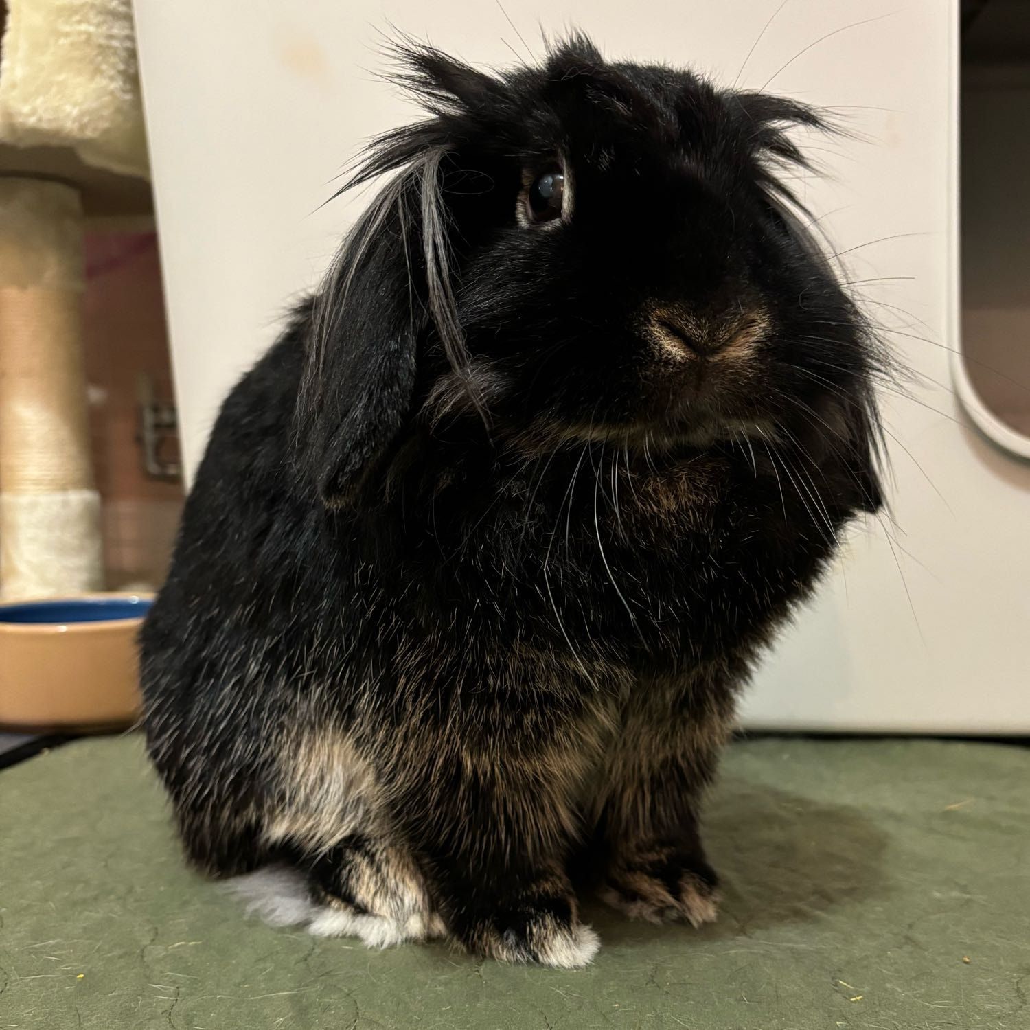 Binky