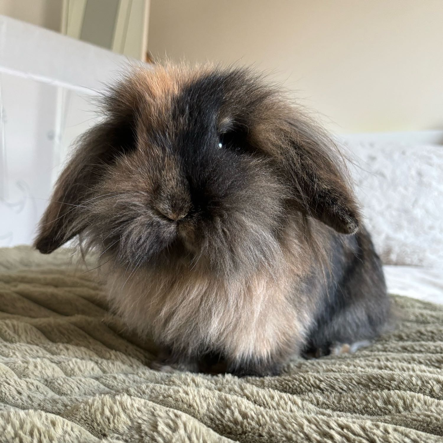 Willow