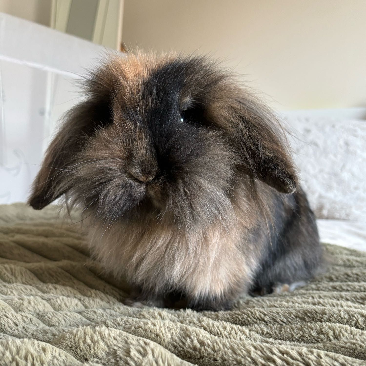 Willow