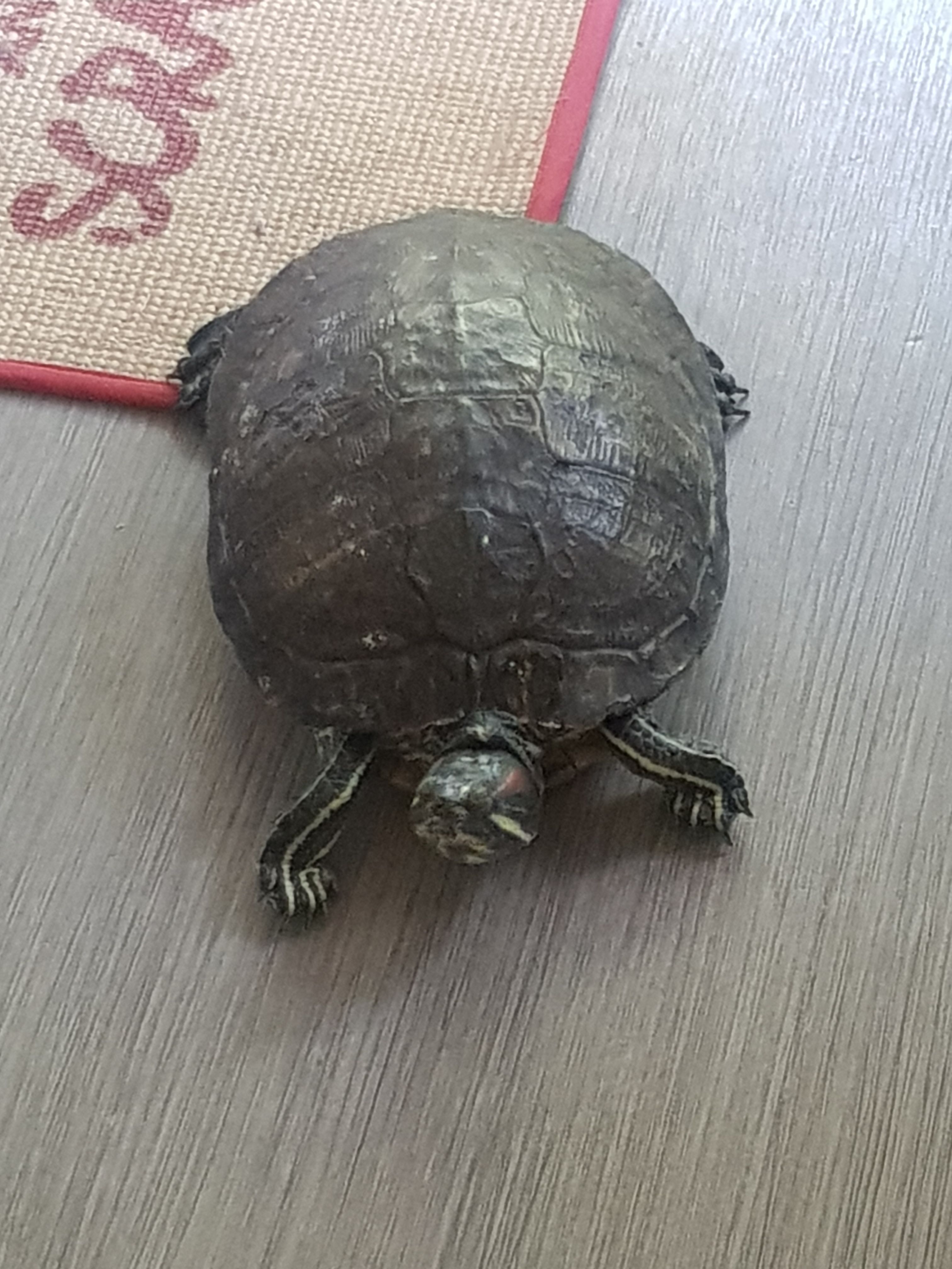 image-4