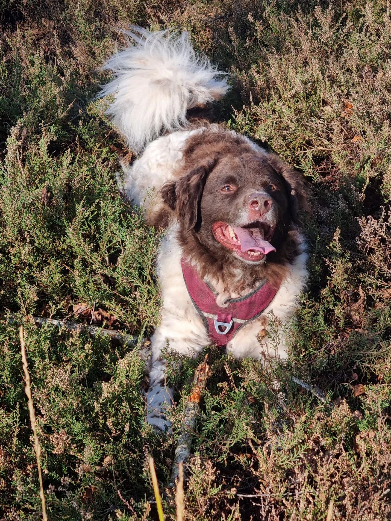 image-7