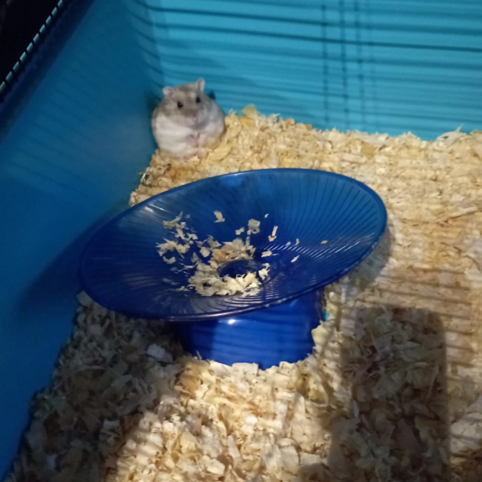 Pecan