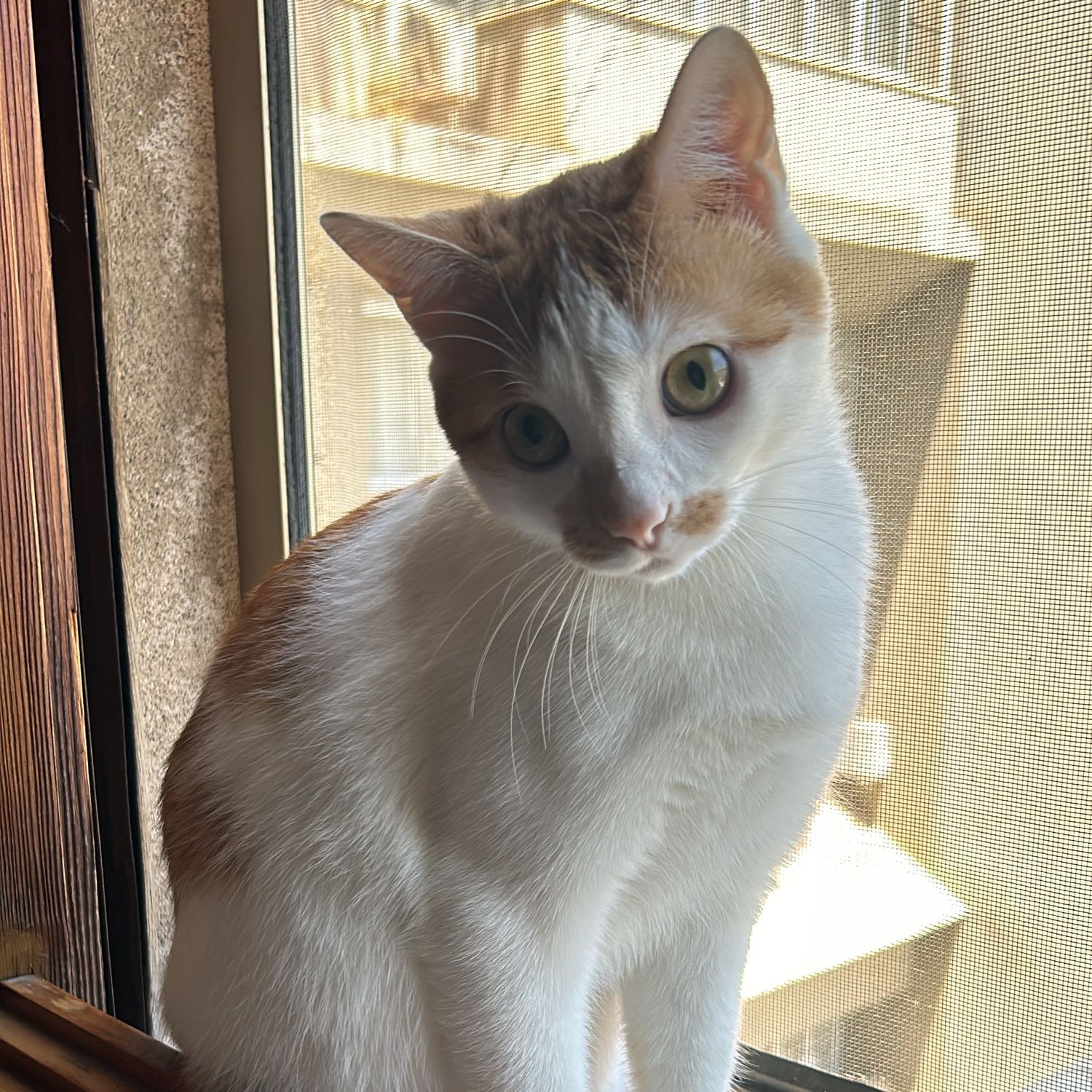 Martina