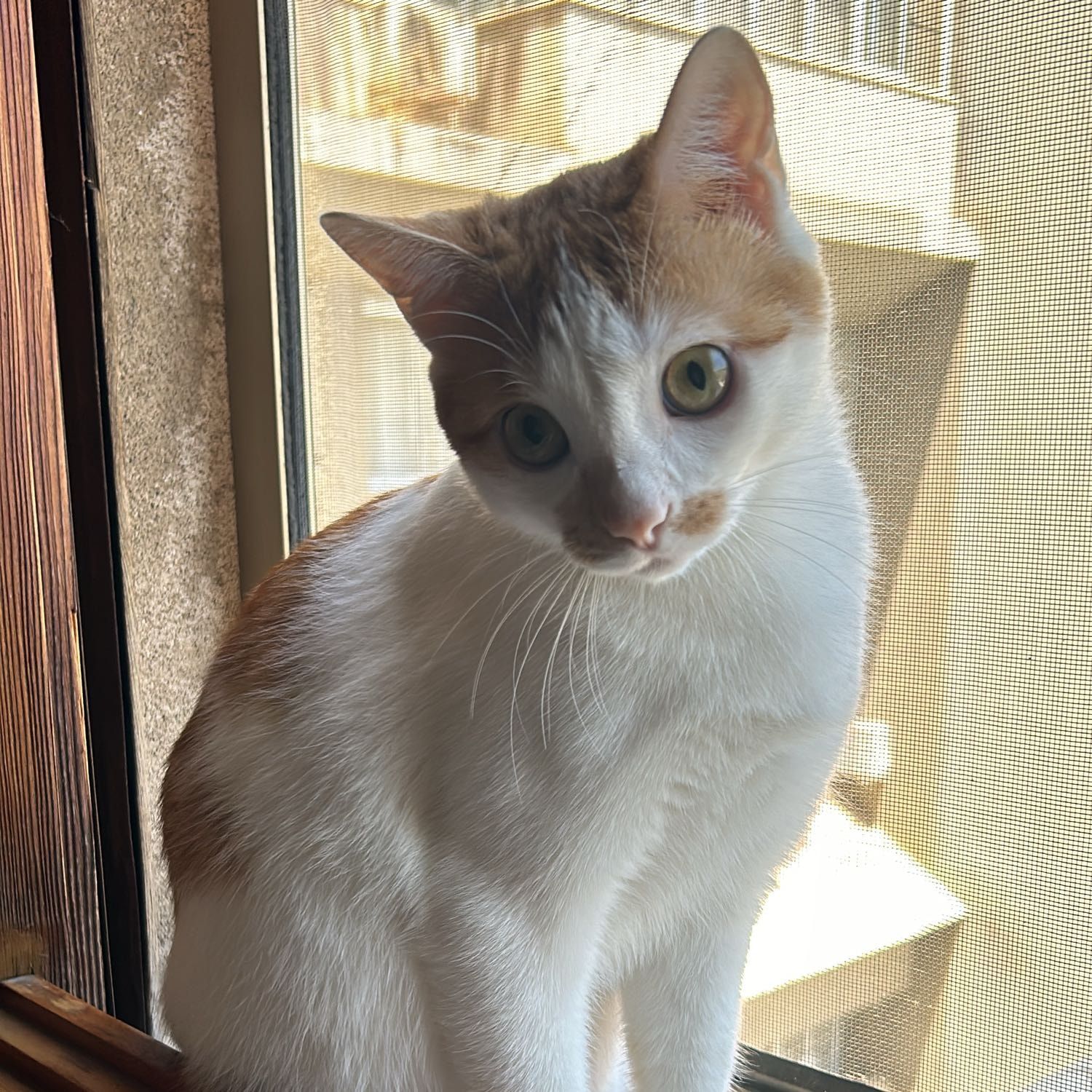 Martina