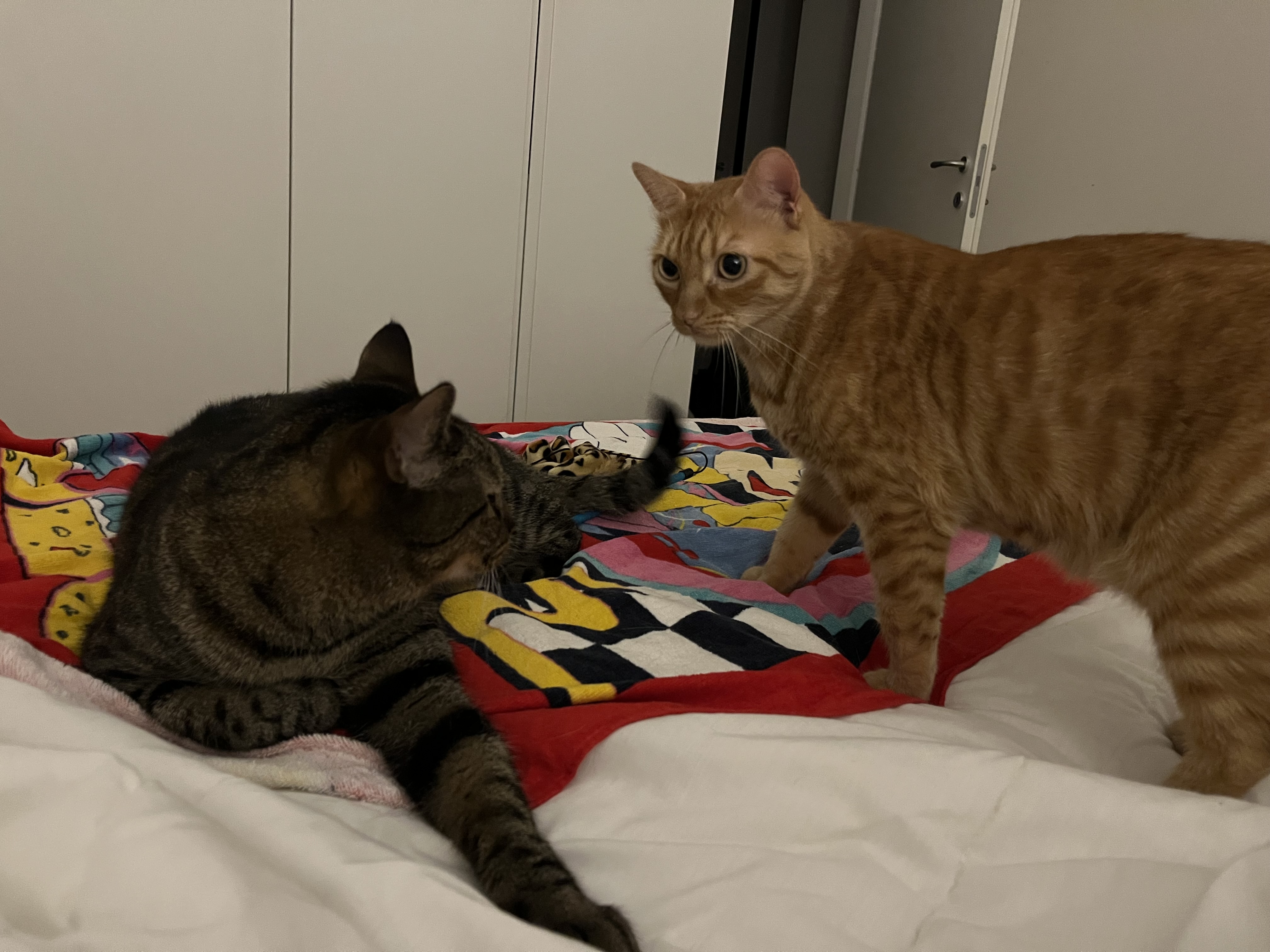 image-6