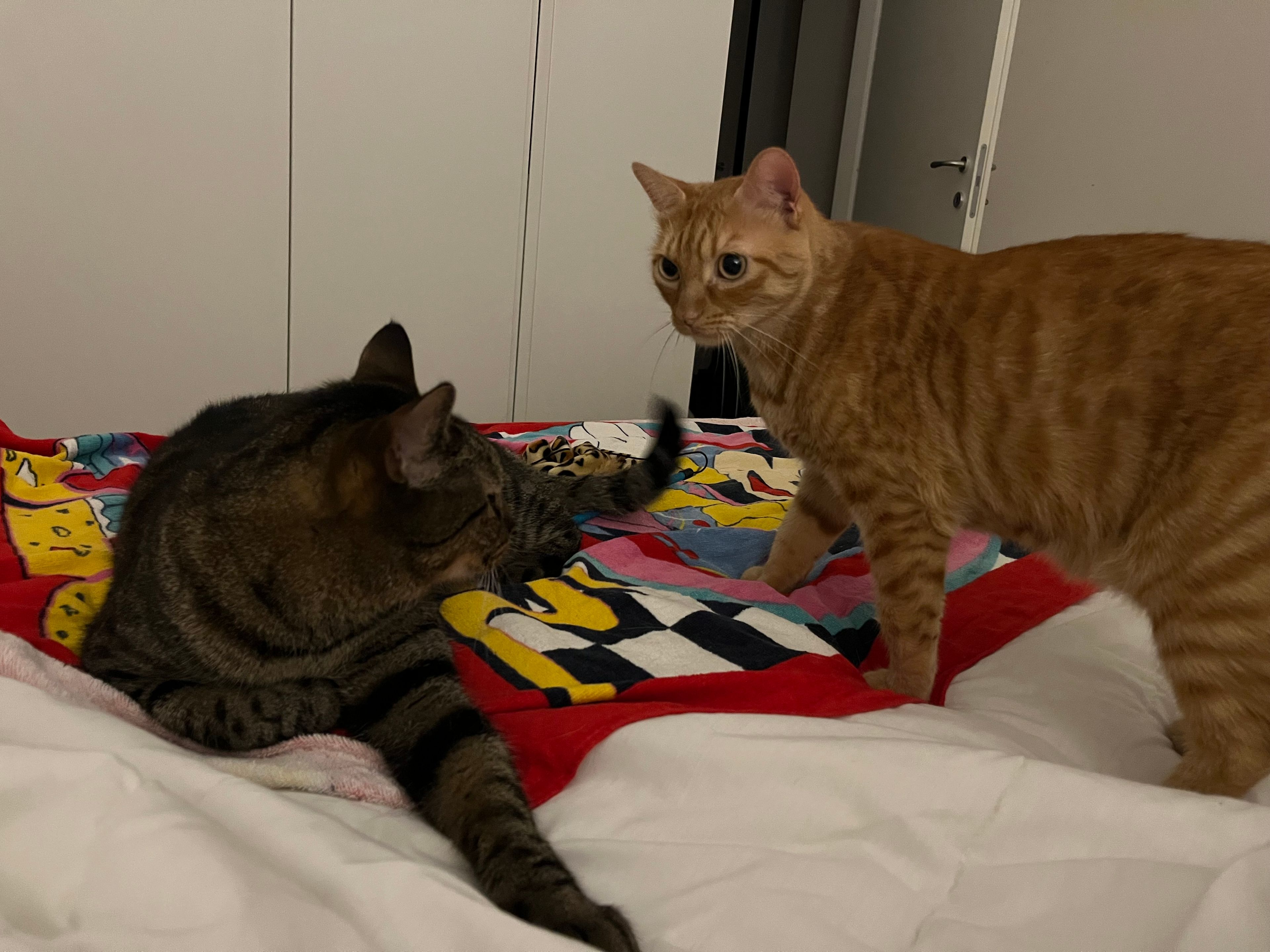 image-6