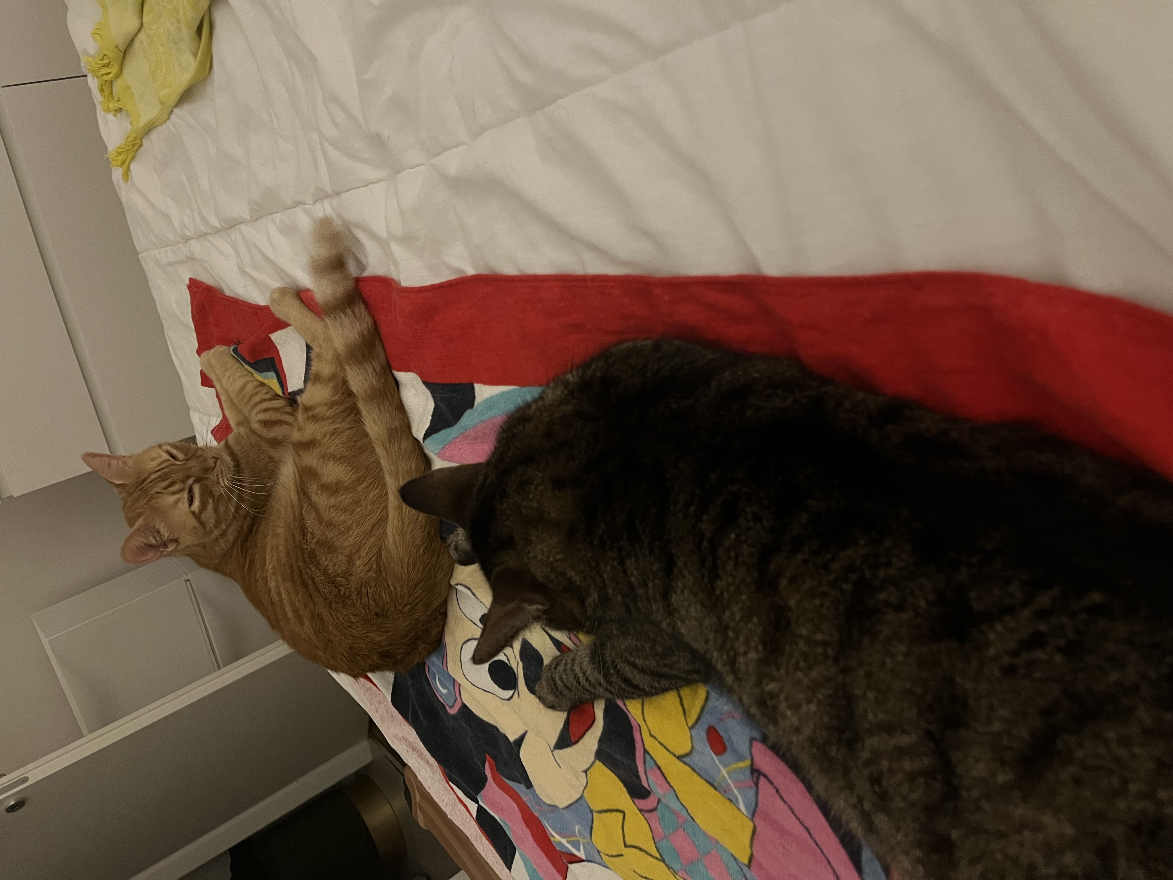 image-7
