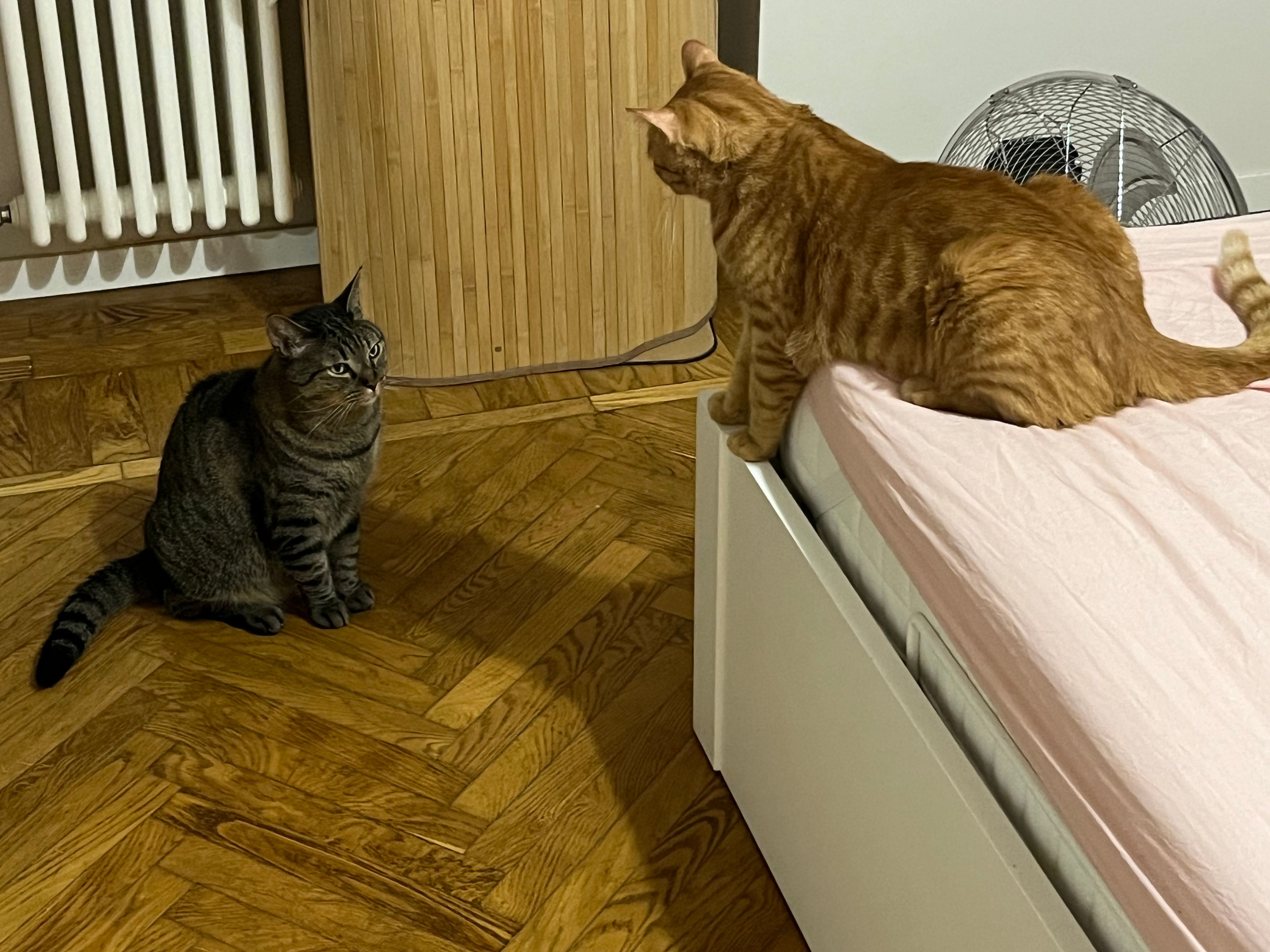 image-21