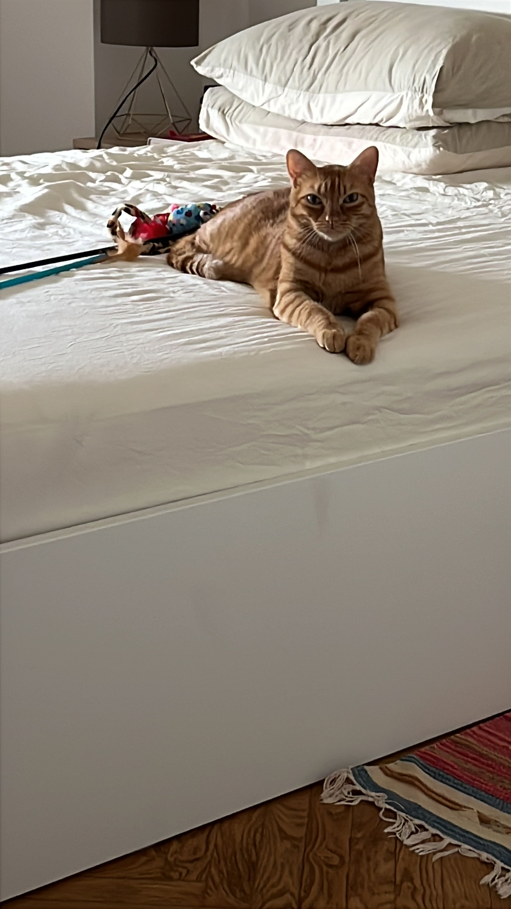 image-9