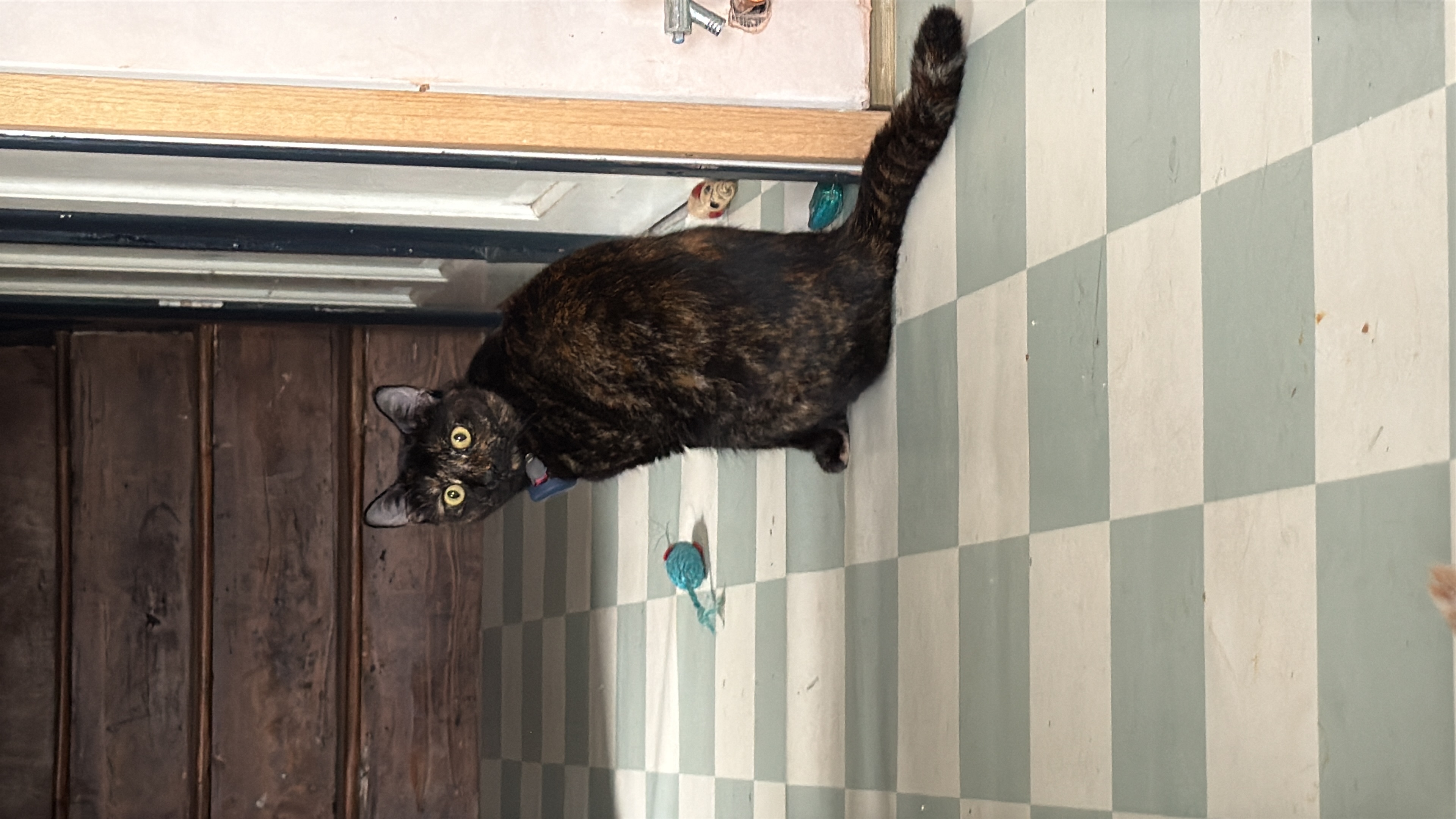 image-7