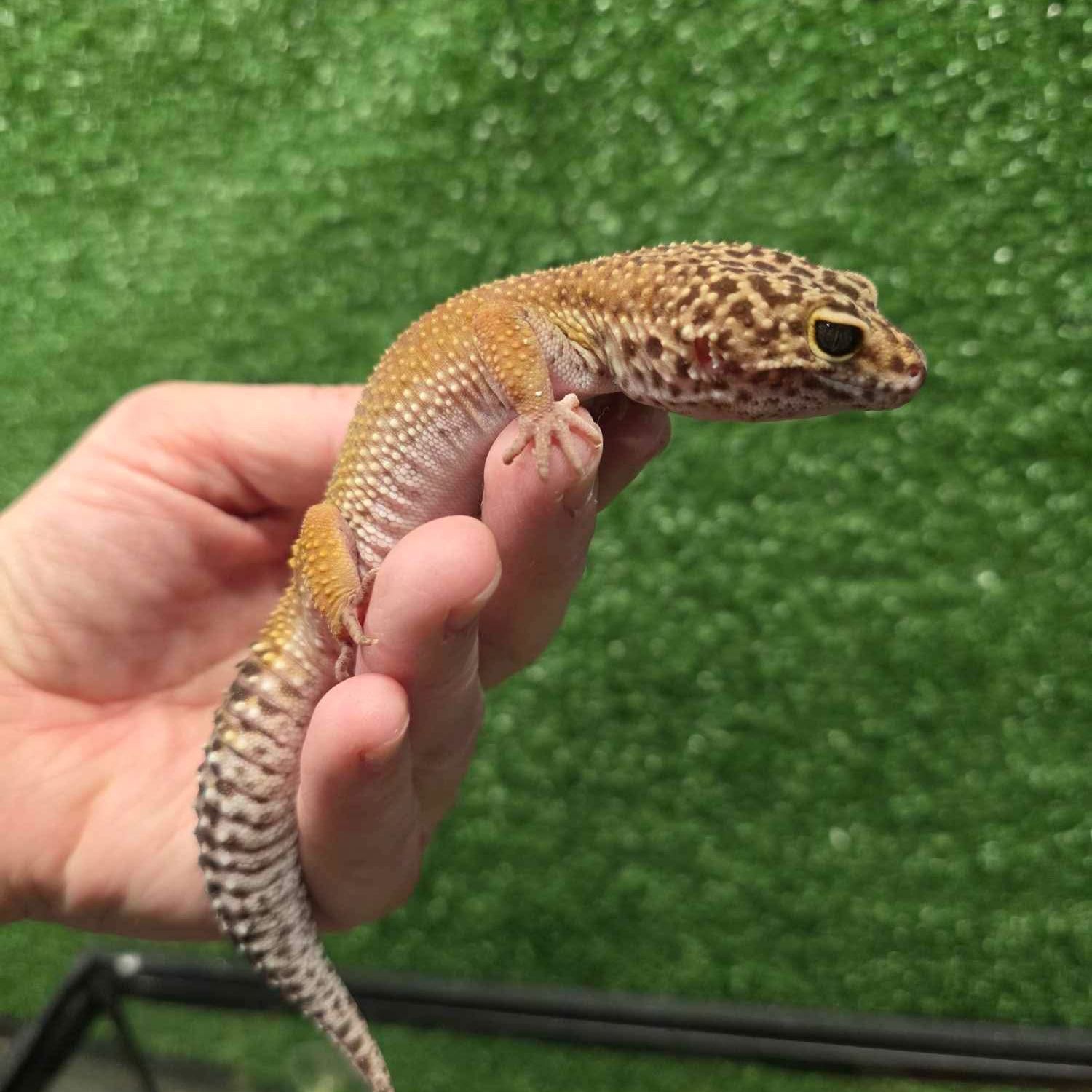 Neytiri