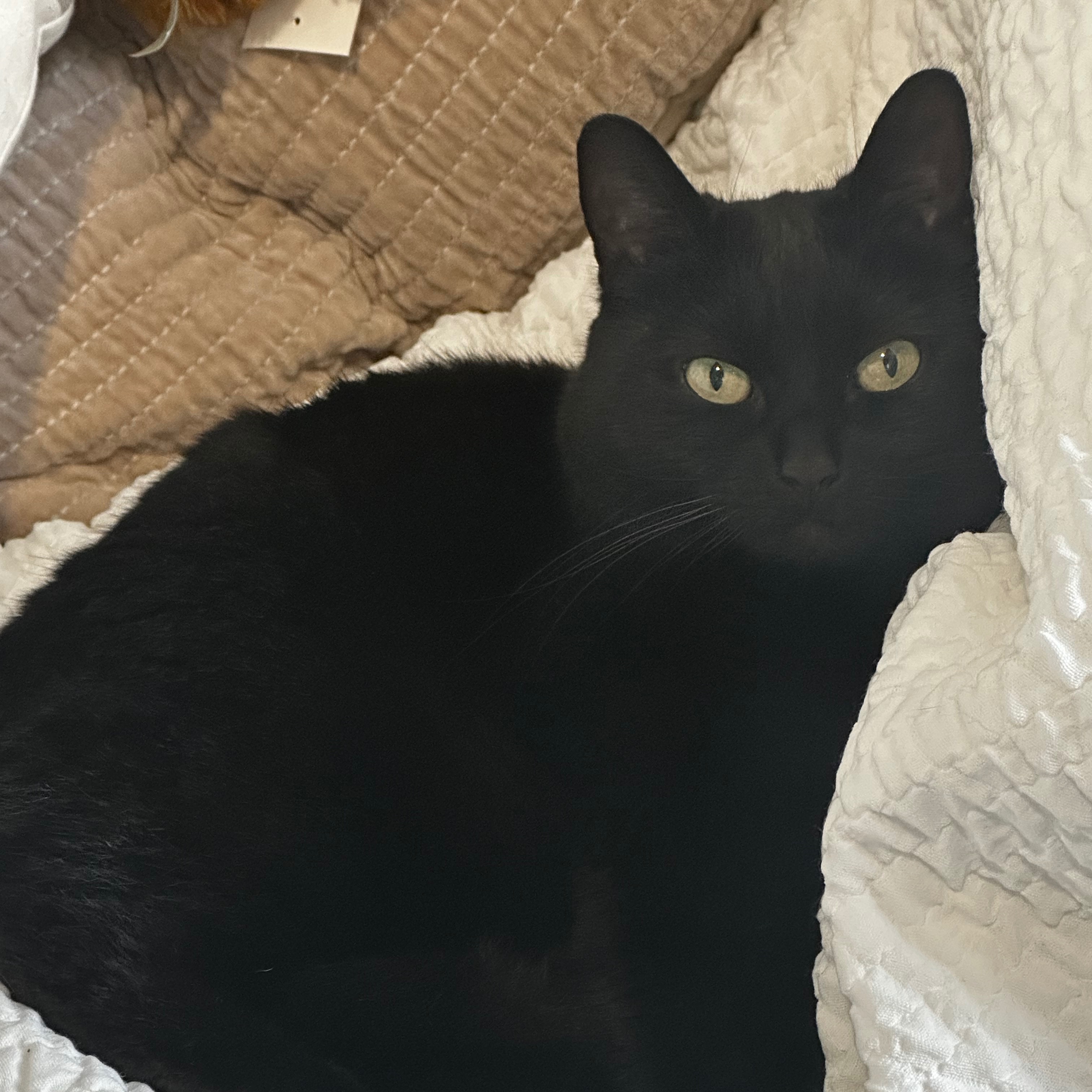 Bella