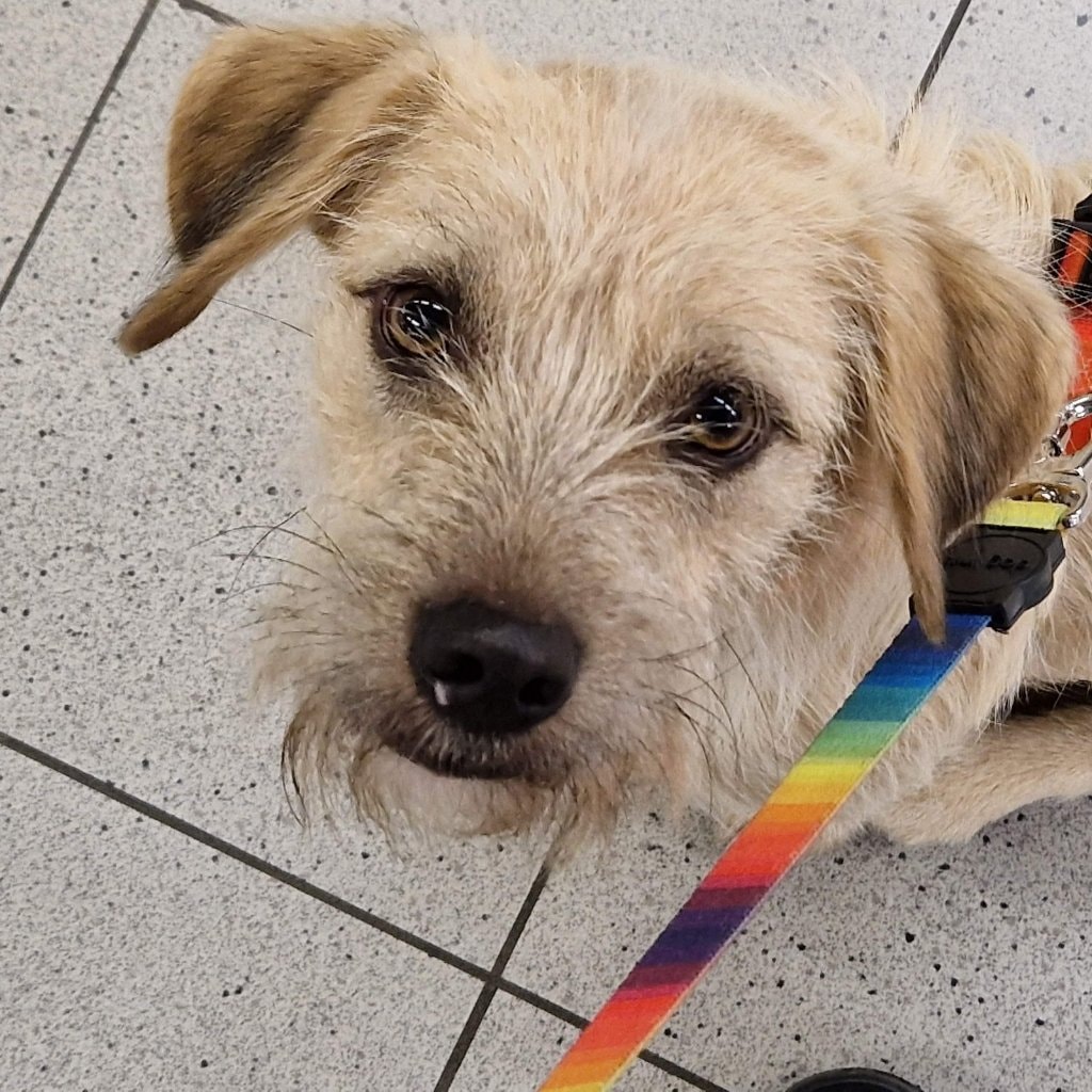 Barbinha (little Beard)