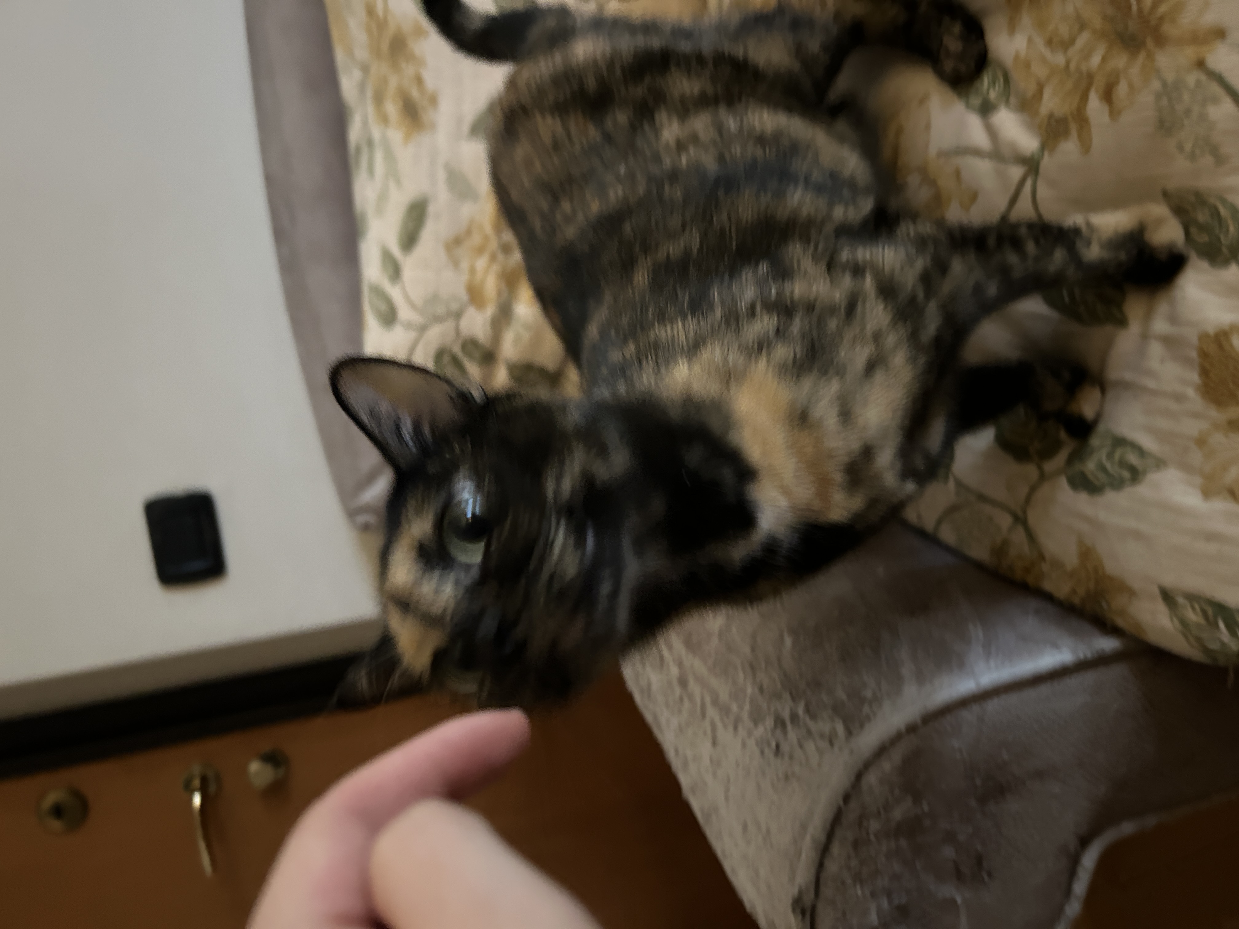 image-7