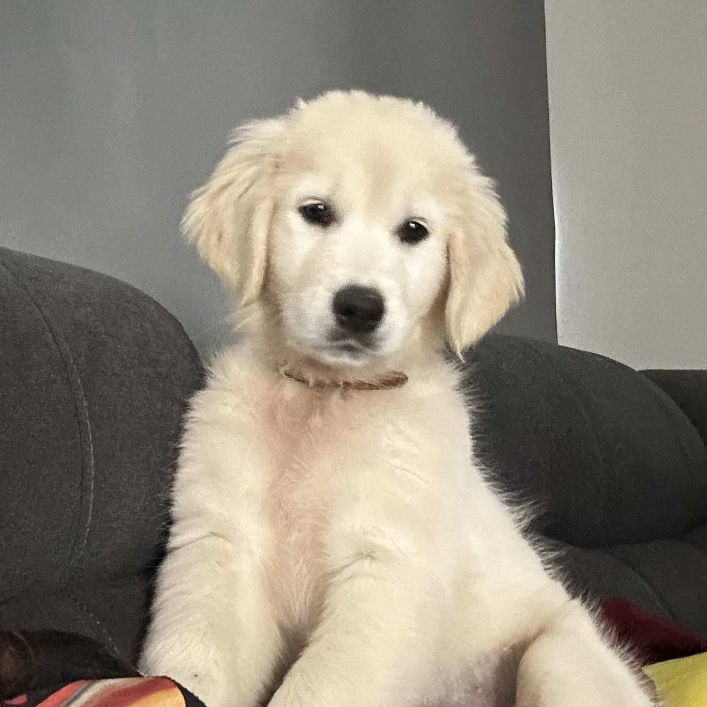 Molly 