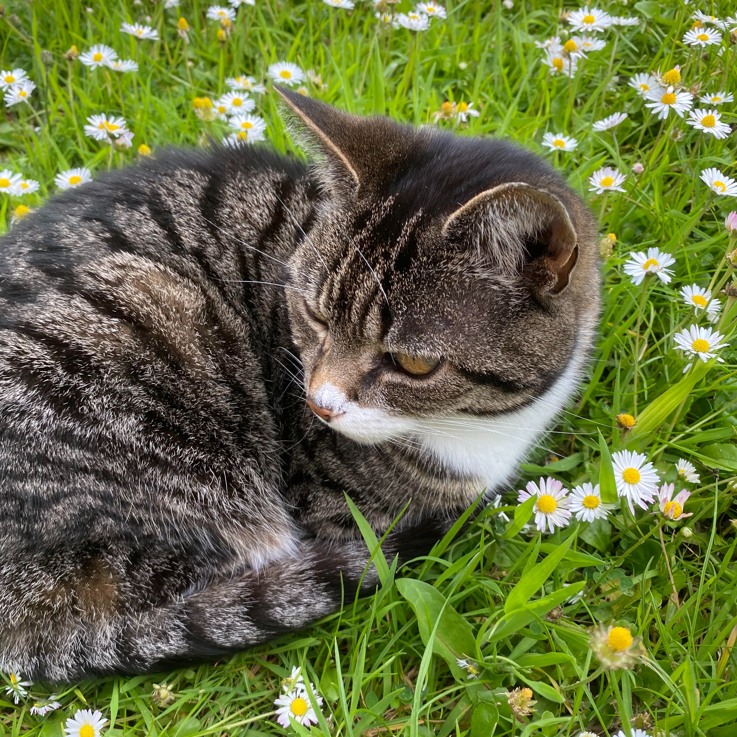 Daisy
