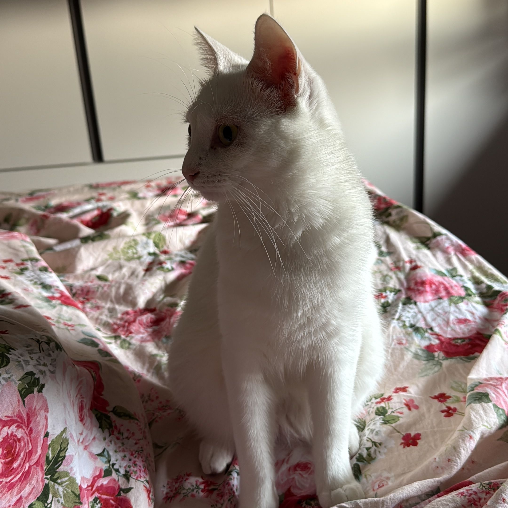 Minou