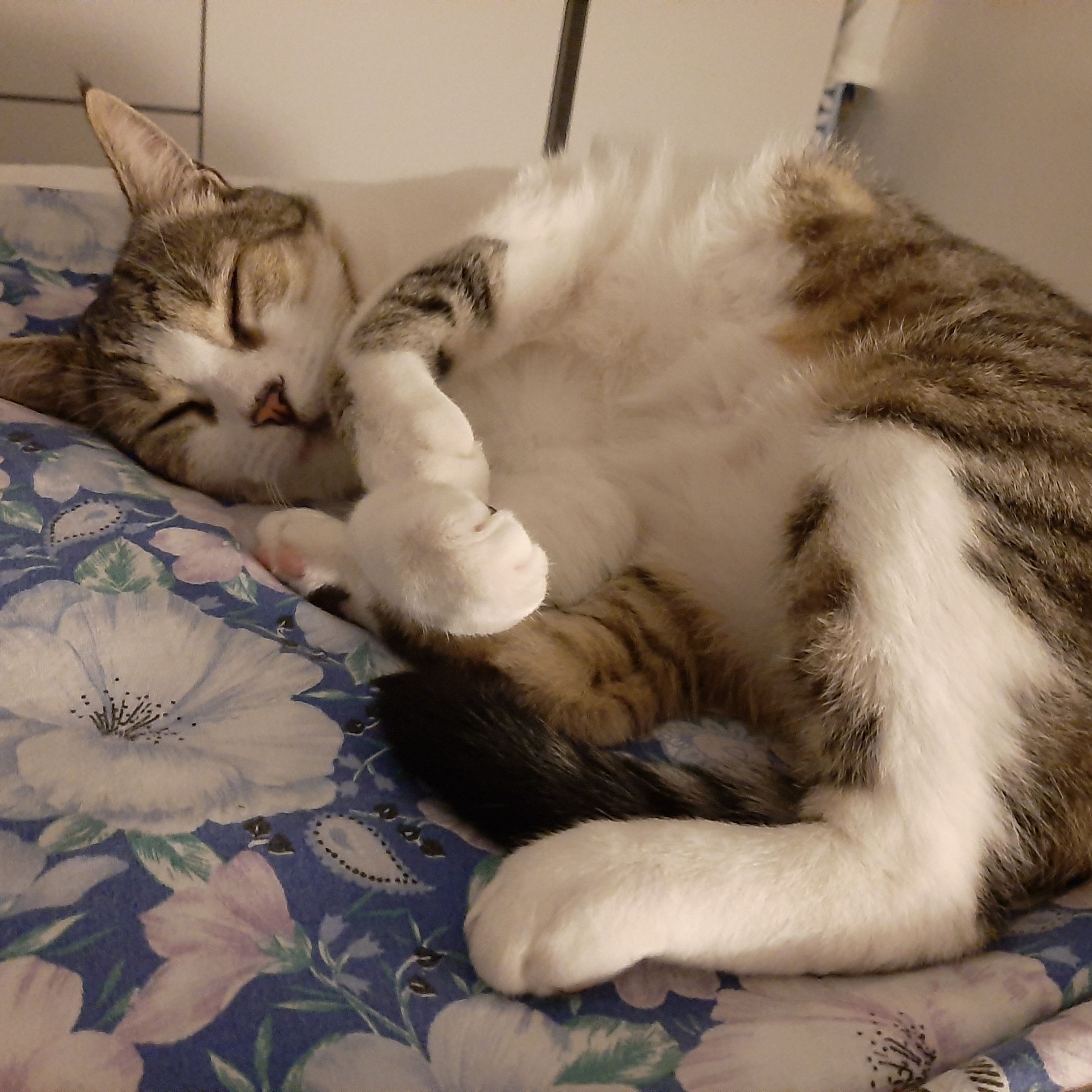 Sammy
