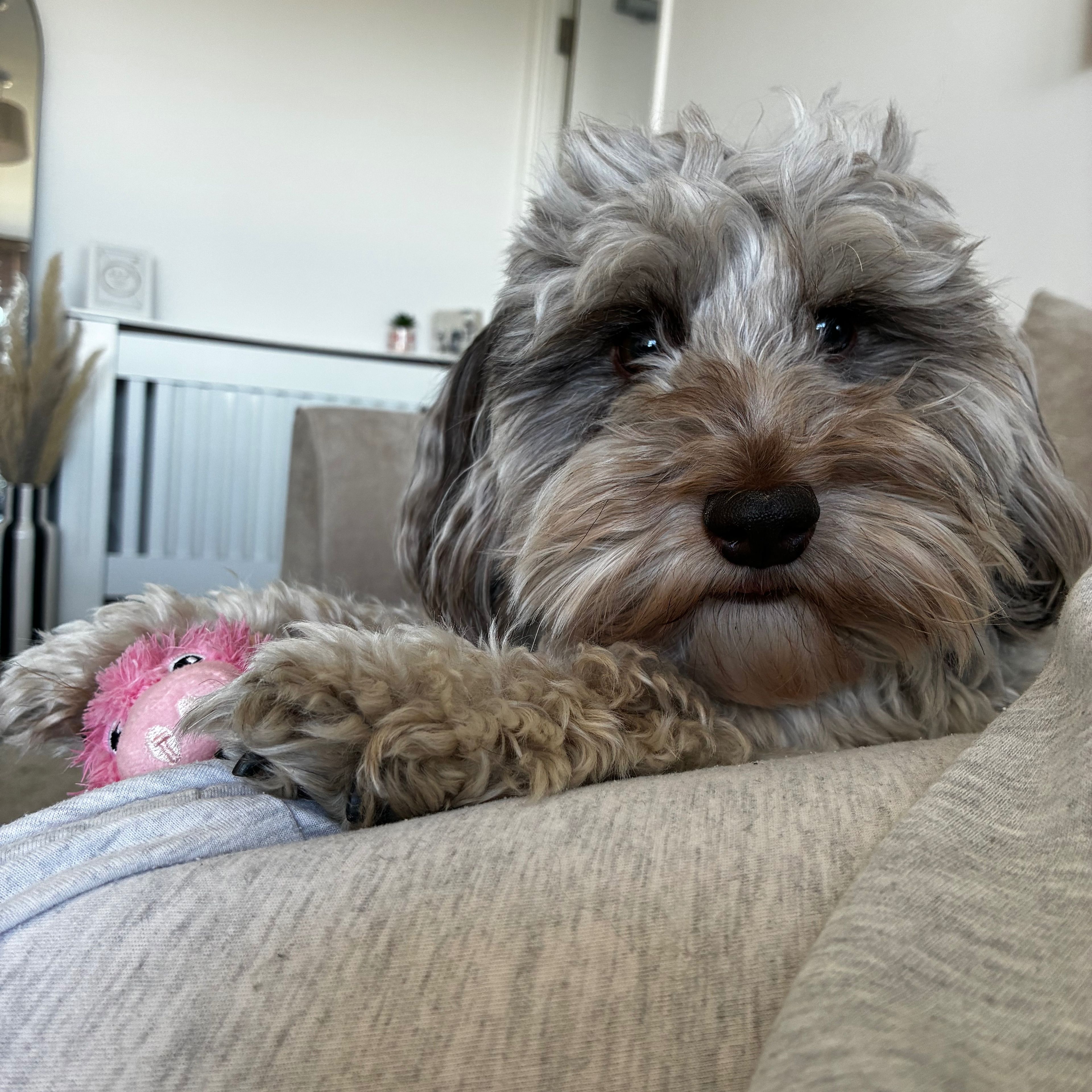 Biscuit
