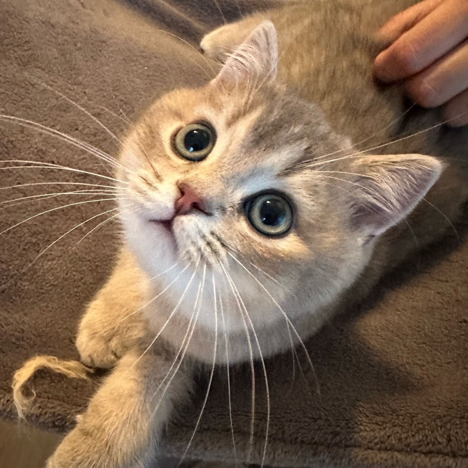 Maurice (Momo)