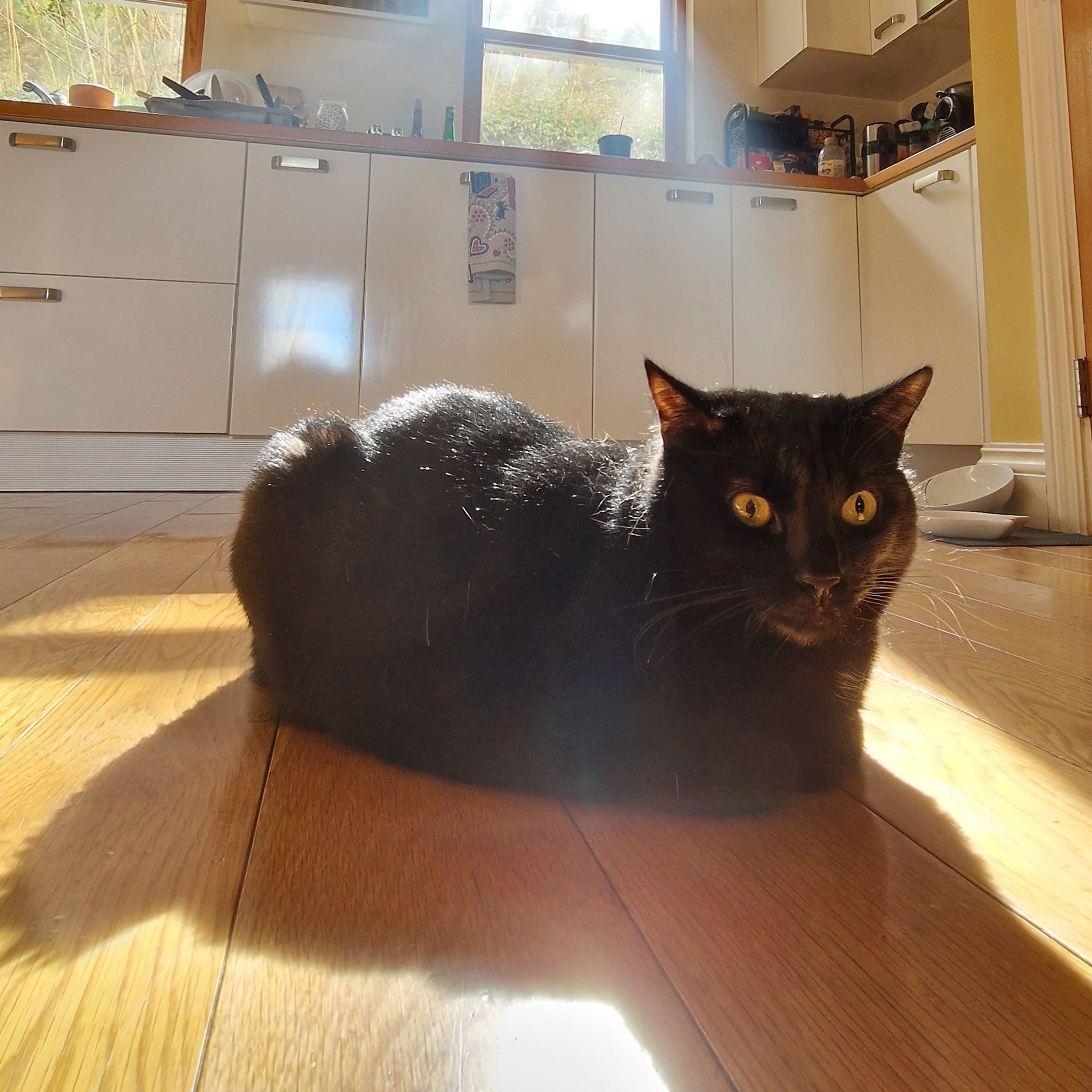 Misha