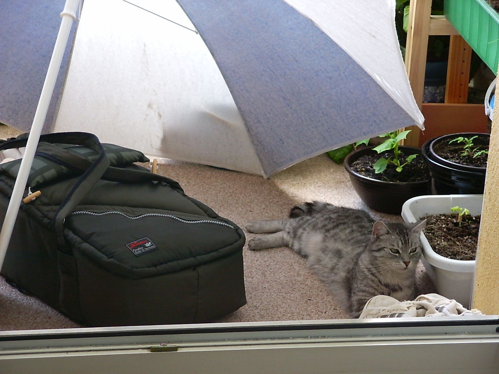 image-7