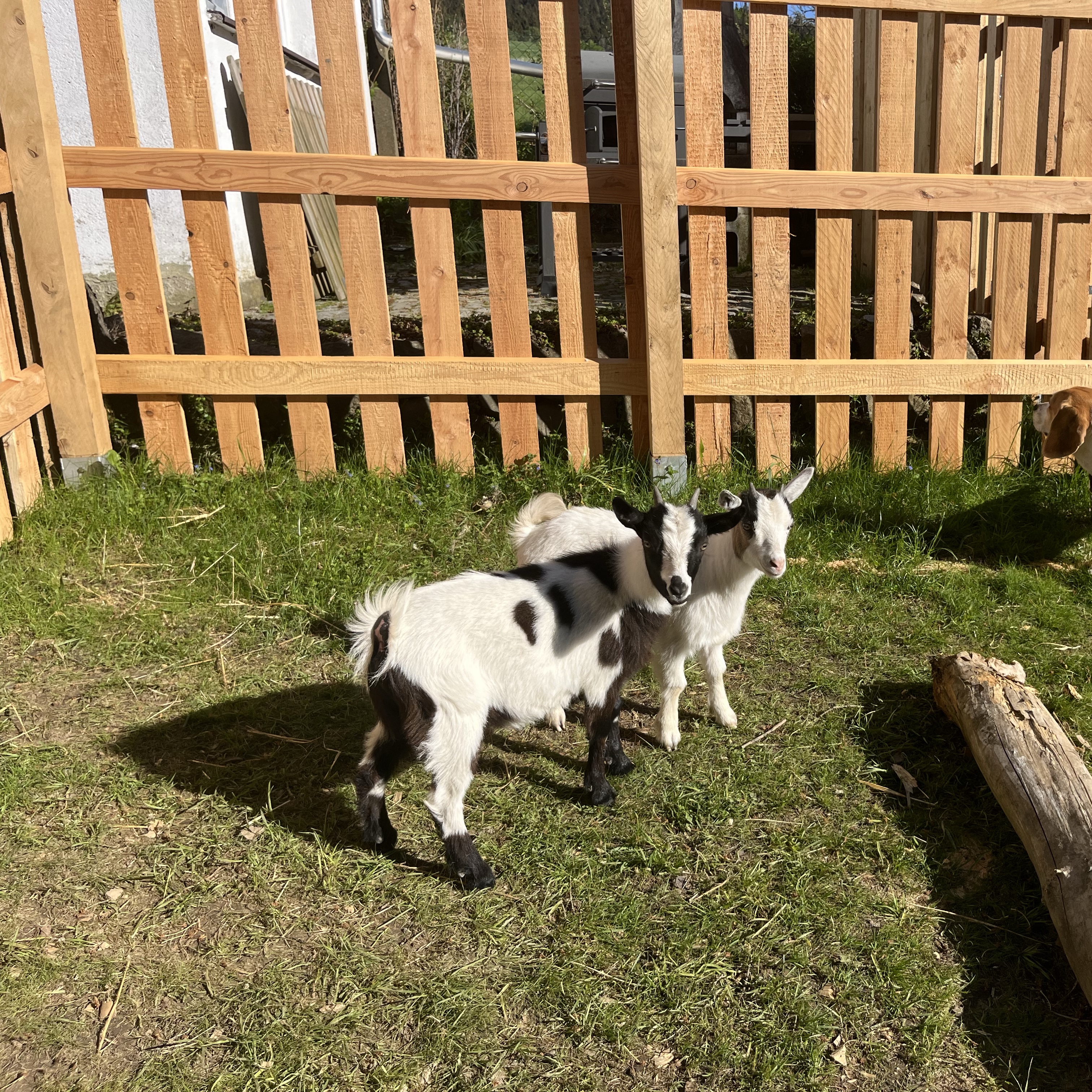 Daisy und Oreo