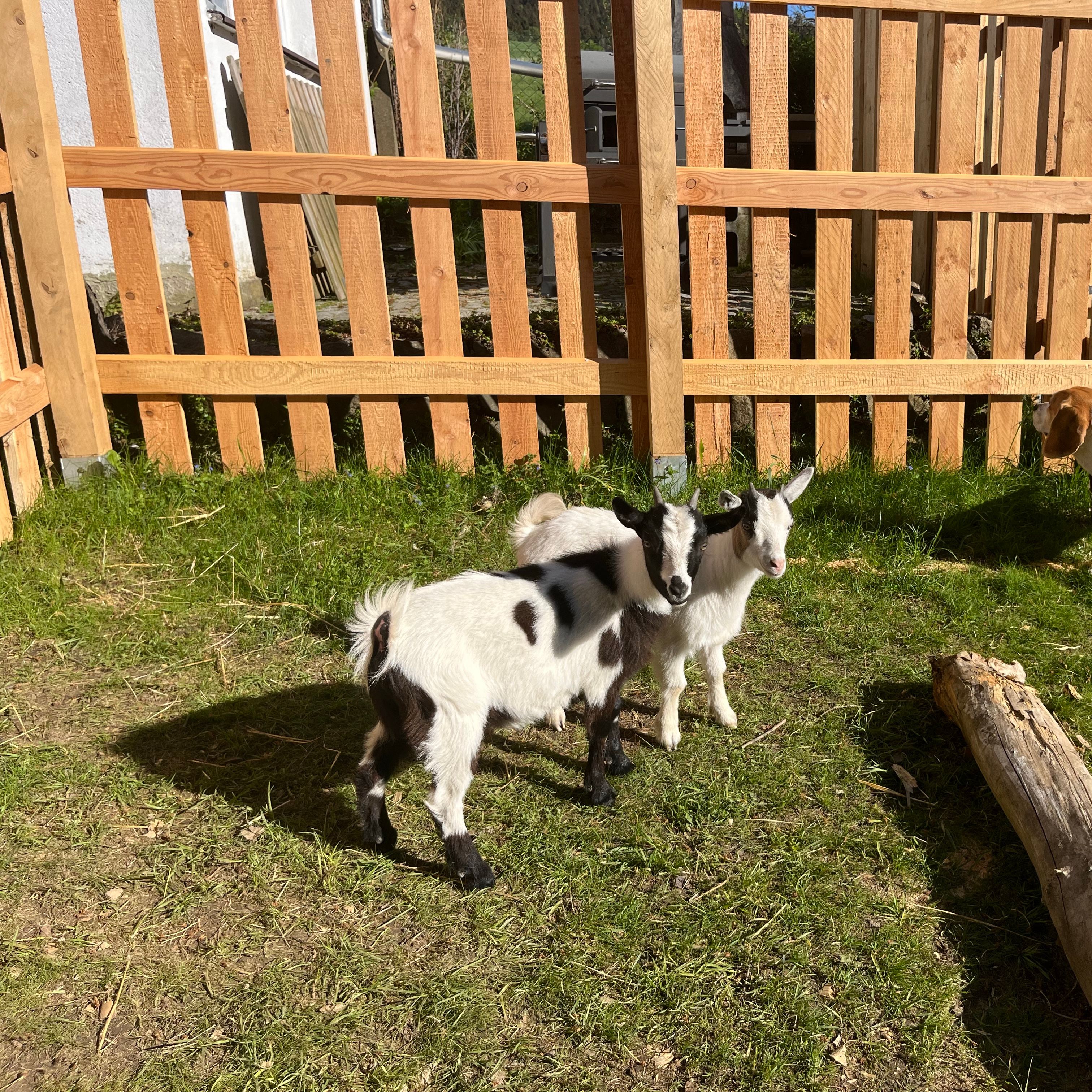 Daisy und Oreo
