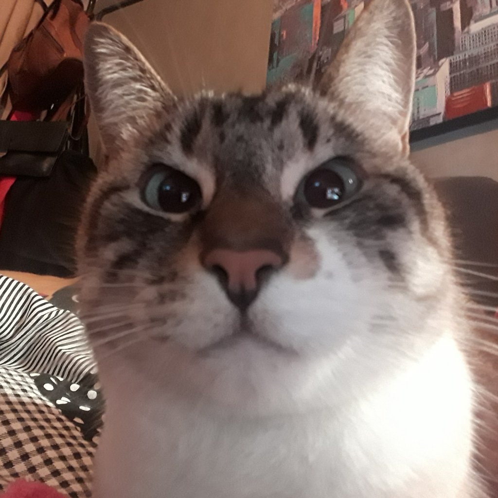 Suri