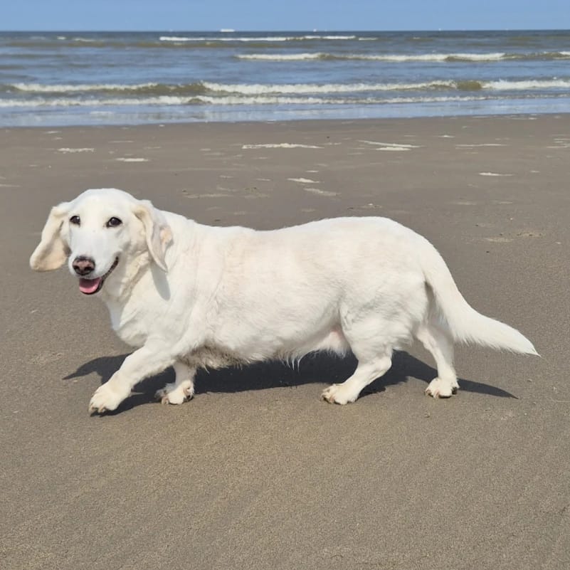 Miekje