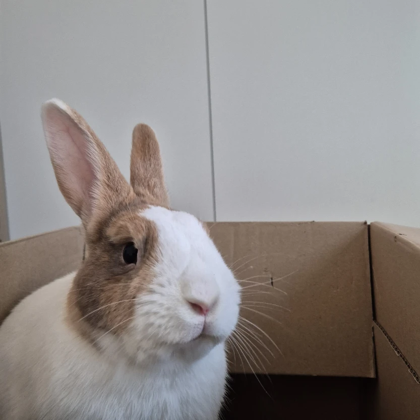 Remy