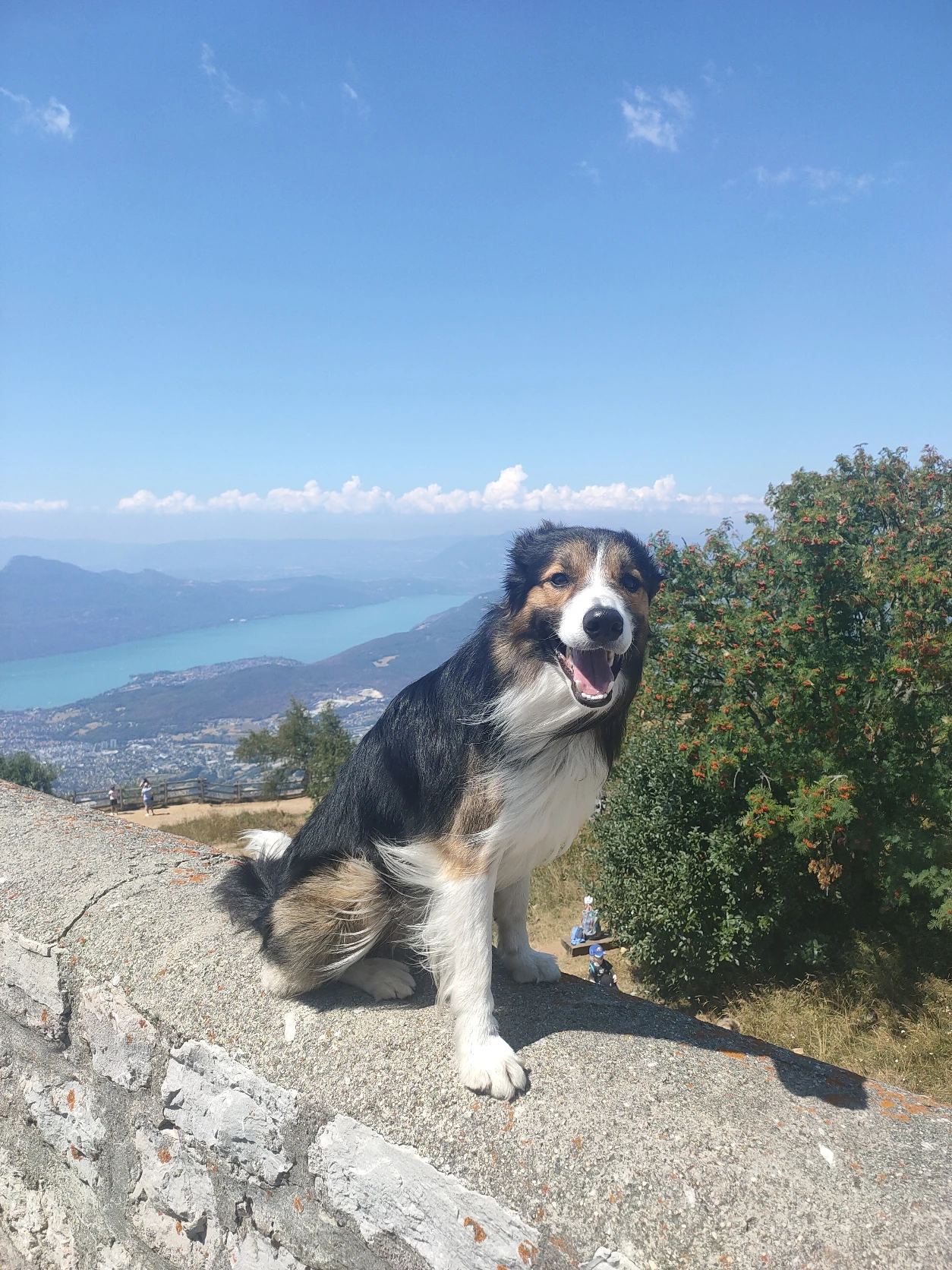 image-7