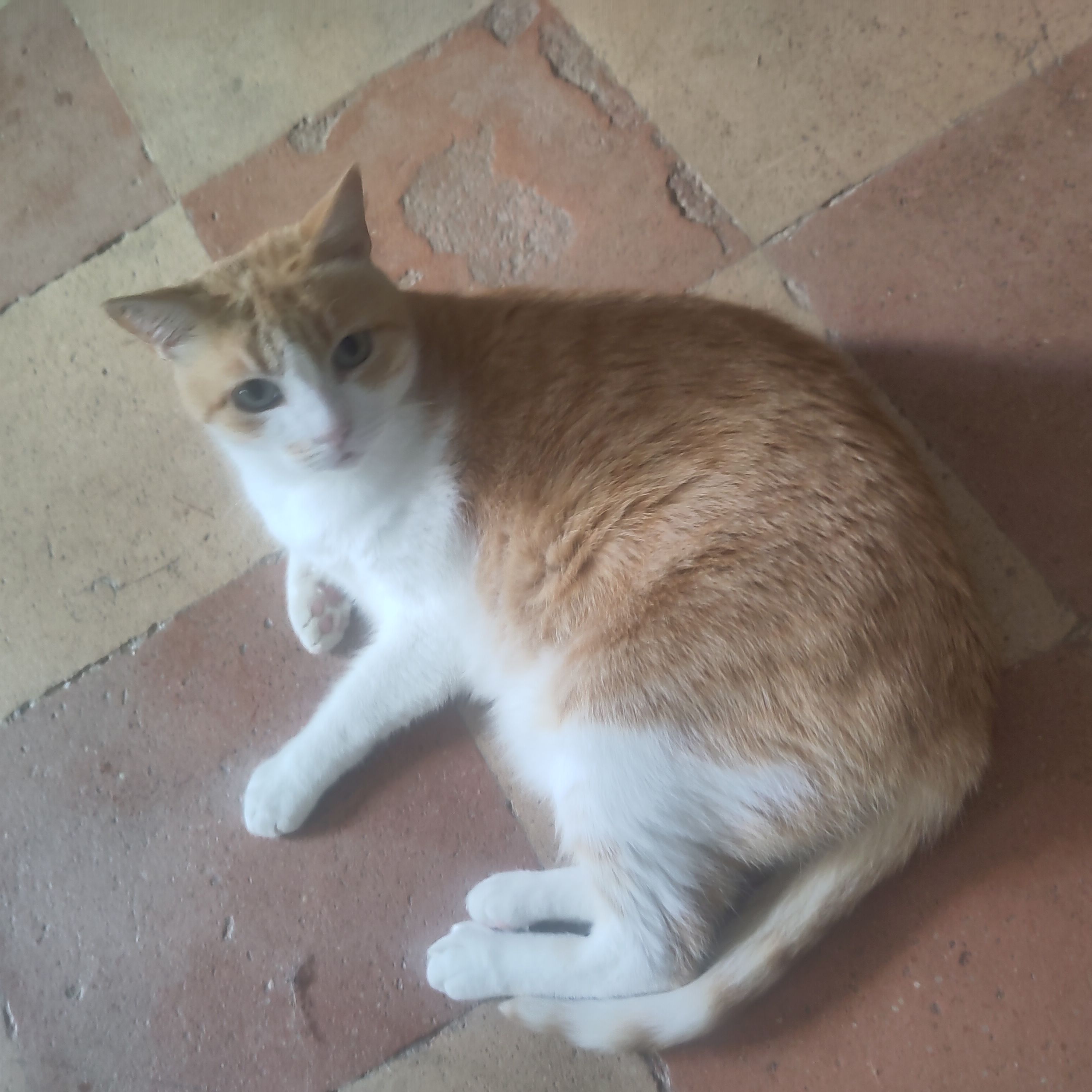 Illico