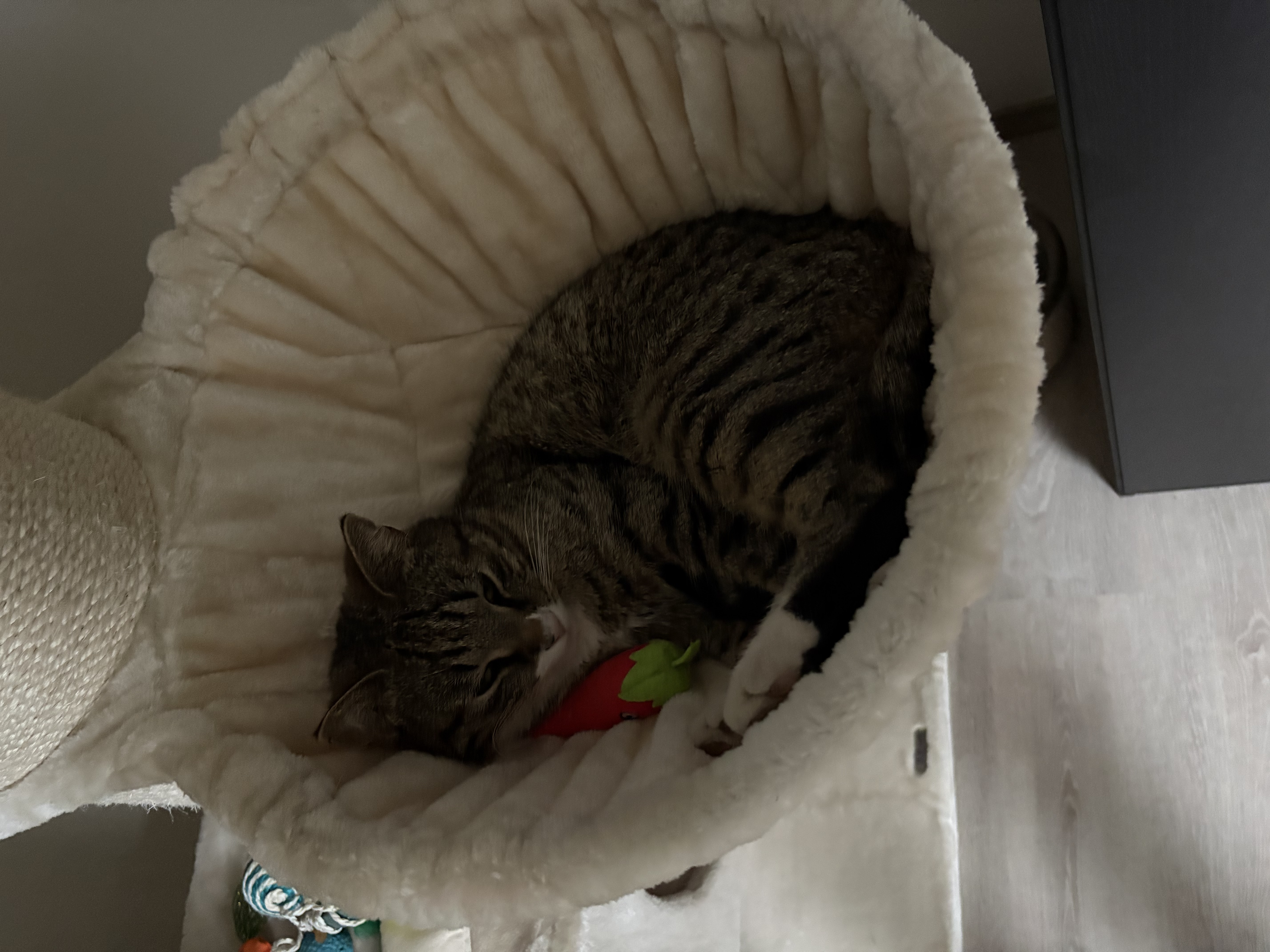 image-11