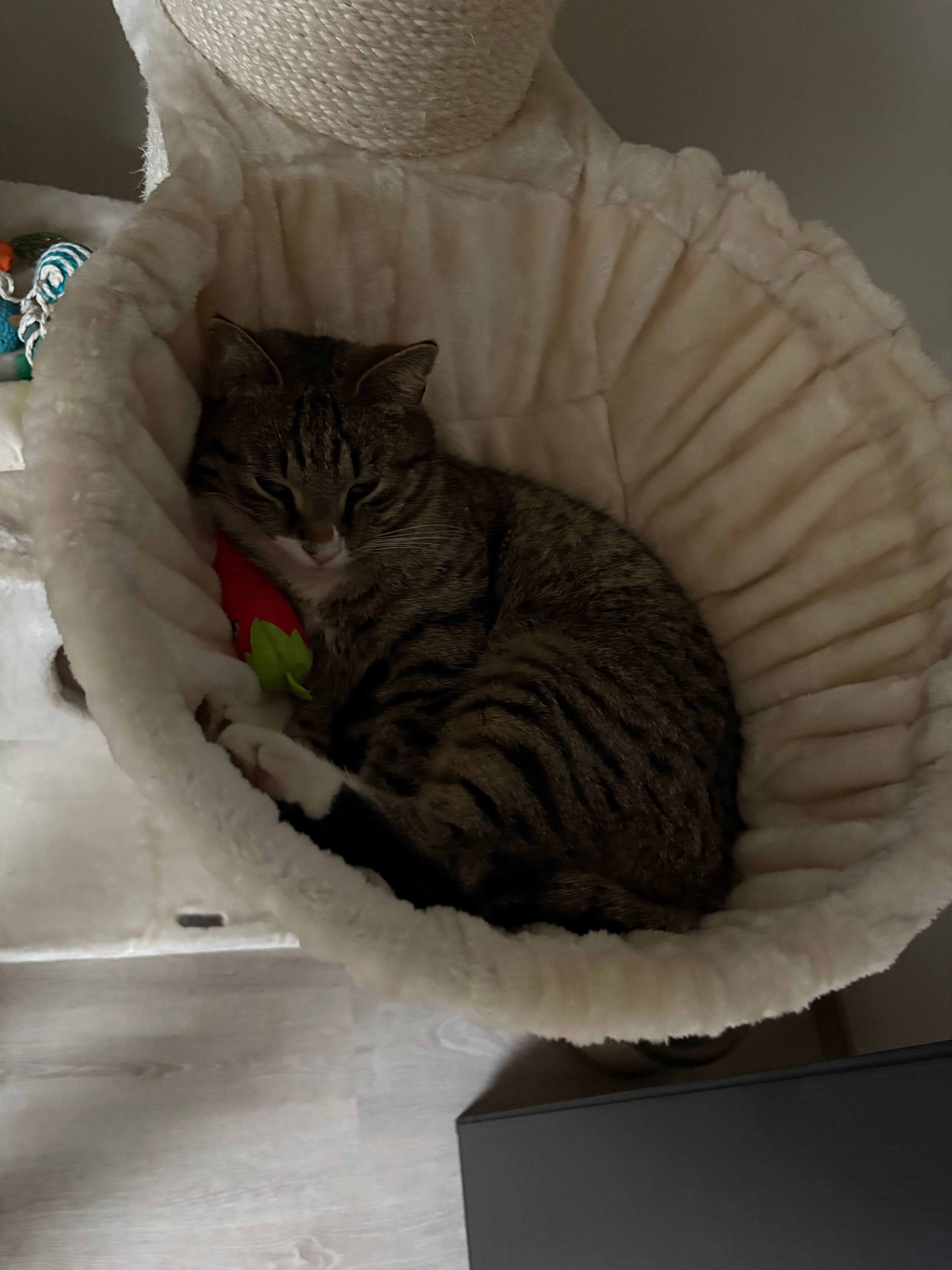 image-11