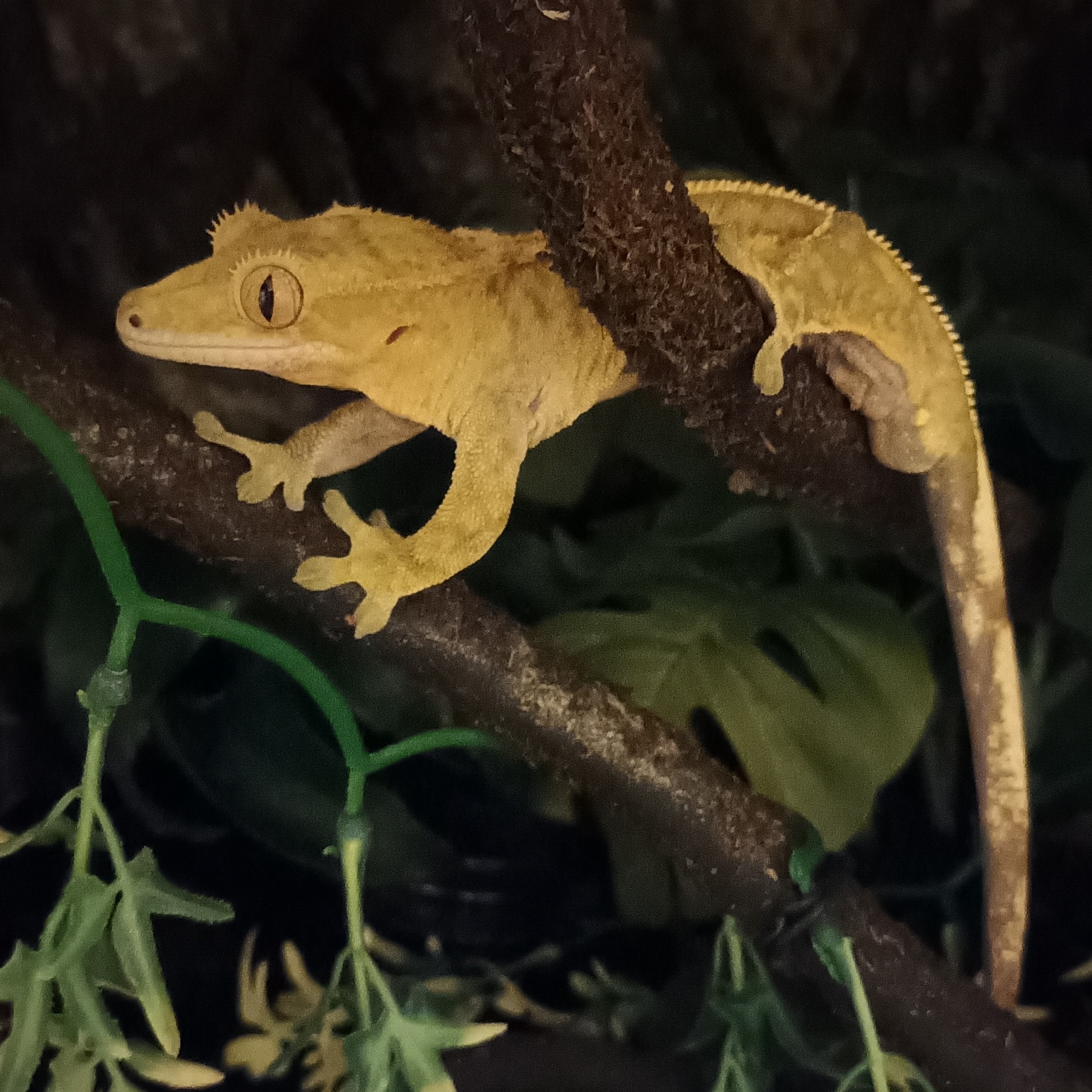 Attenborough 