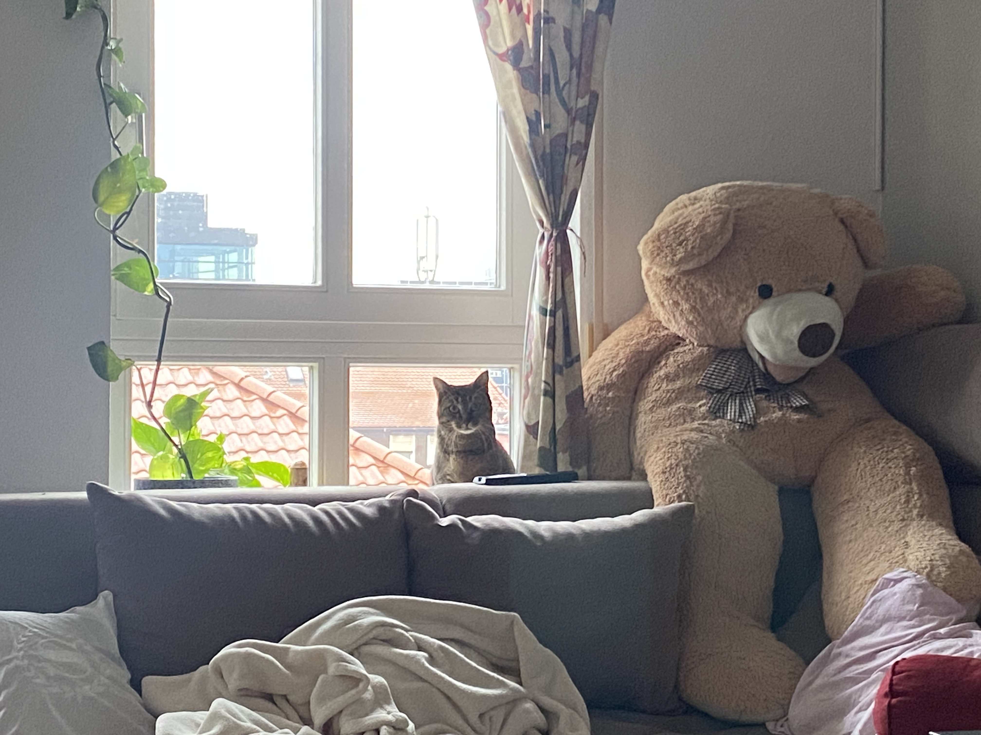 image-12