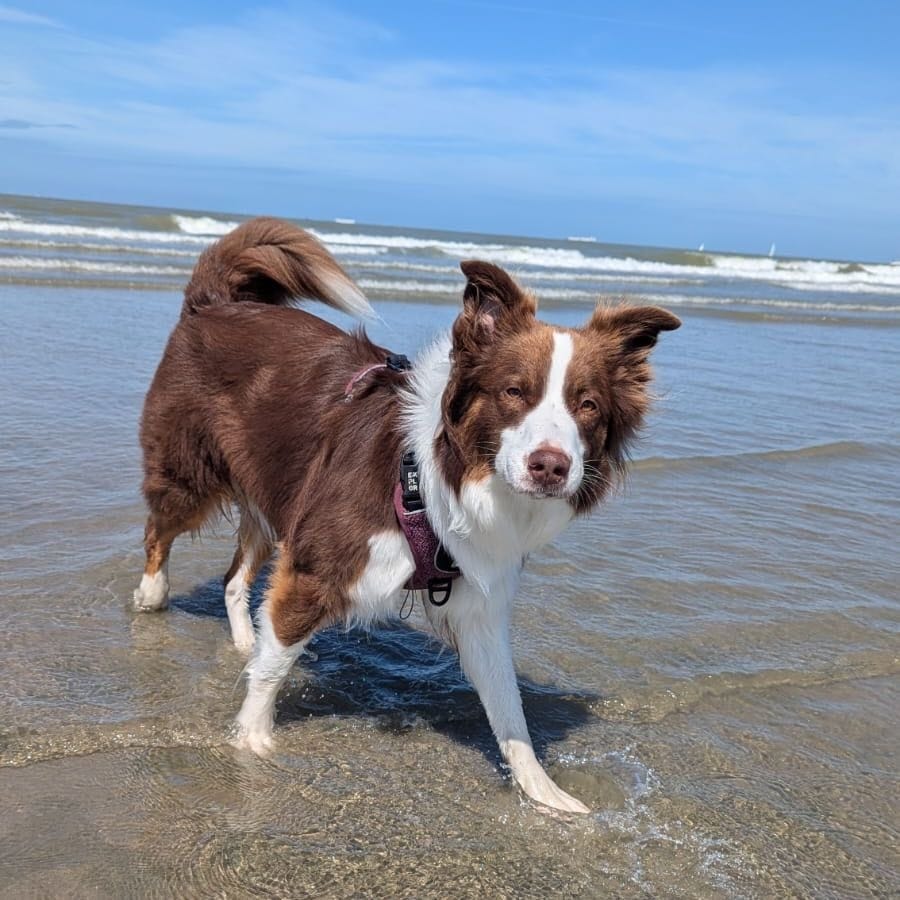 Nova