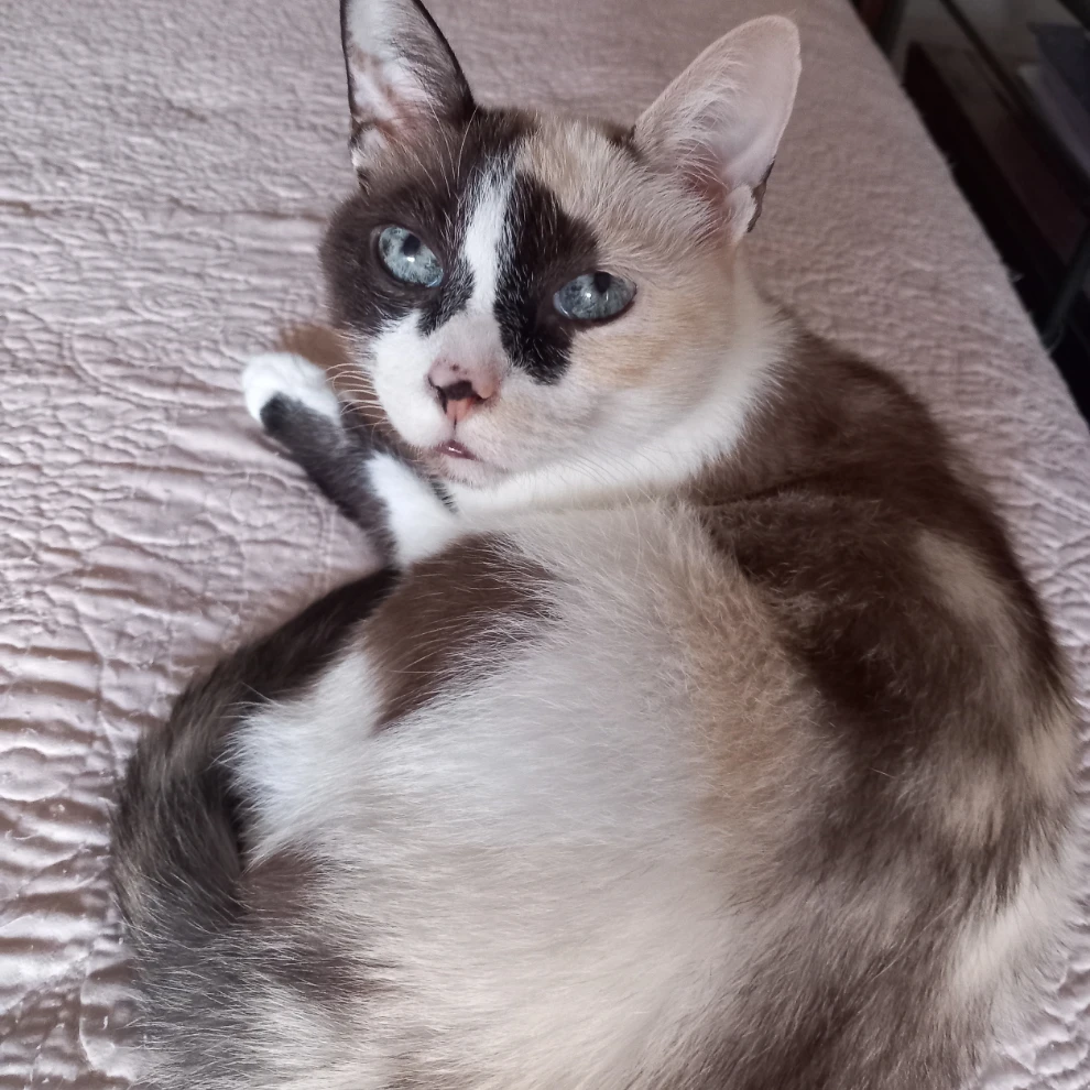 Piuma