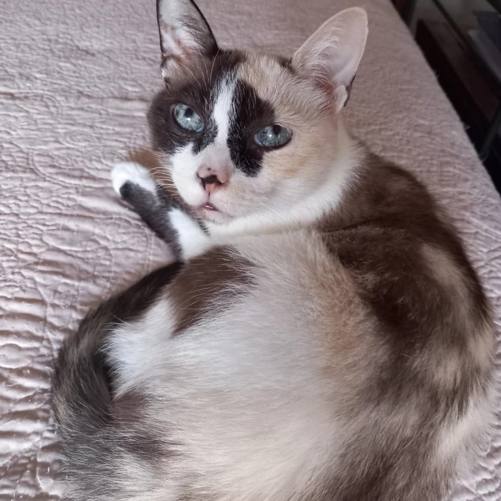 Piuma