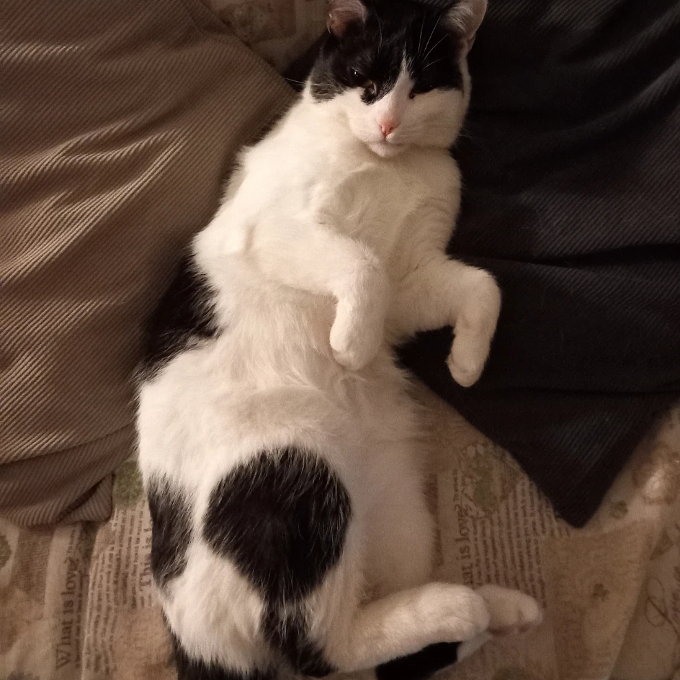 Elvis