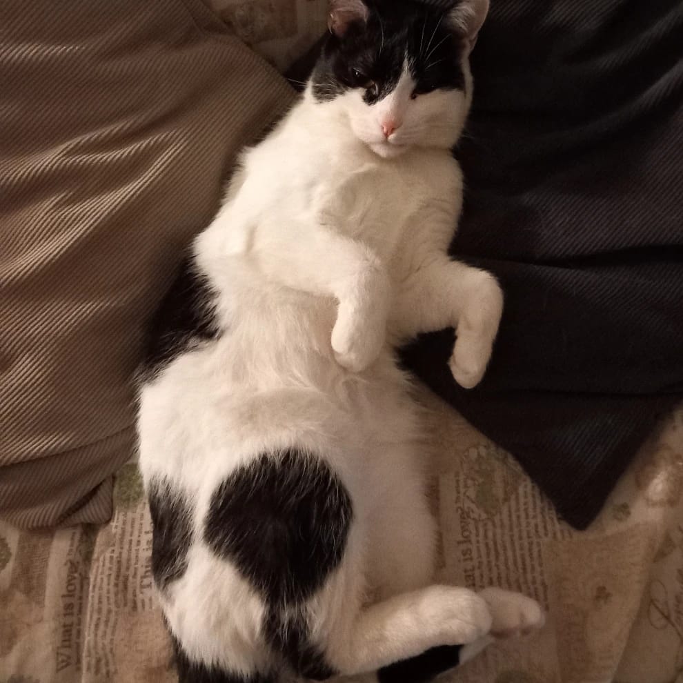 Elvis