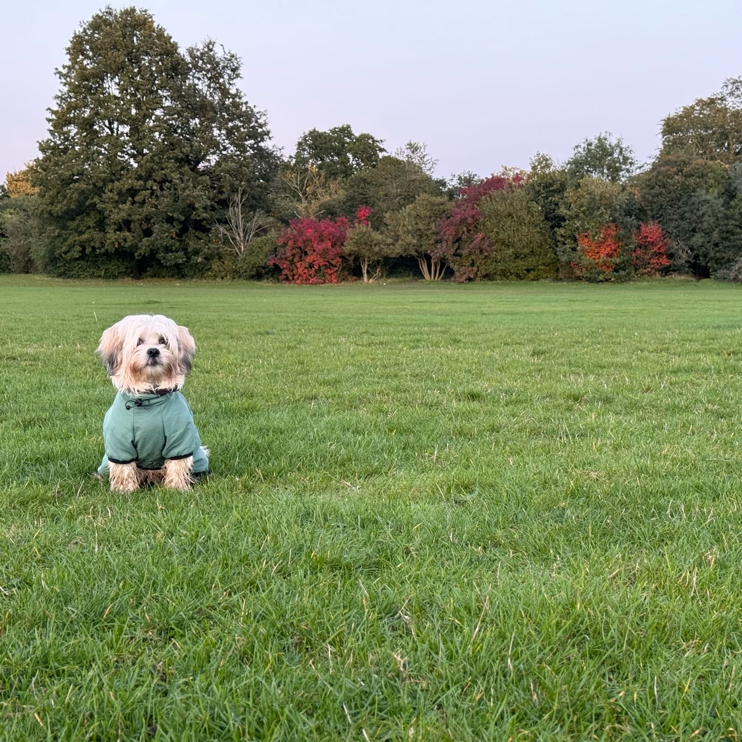 Oscar