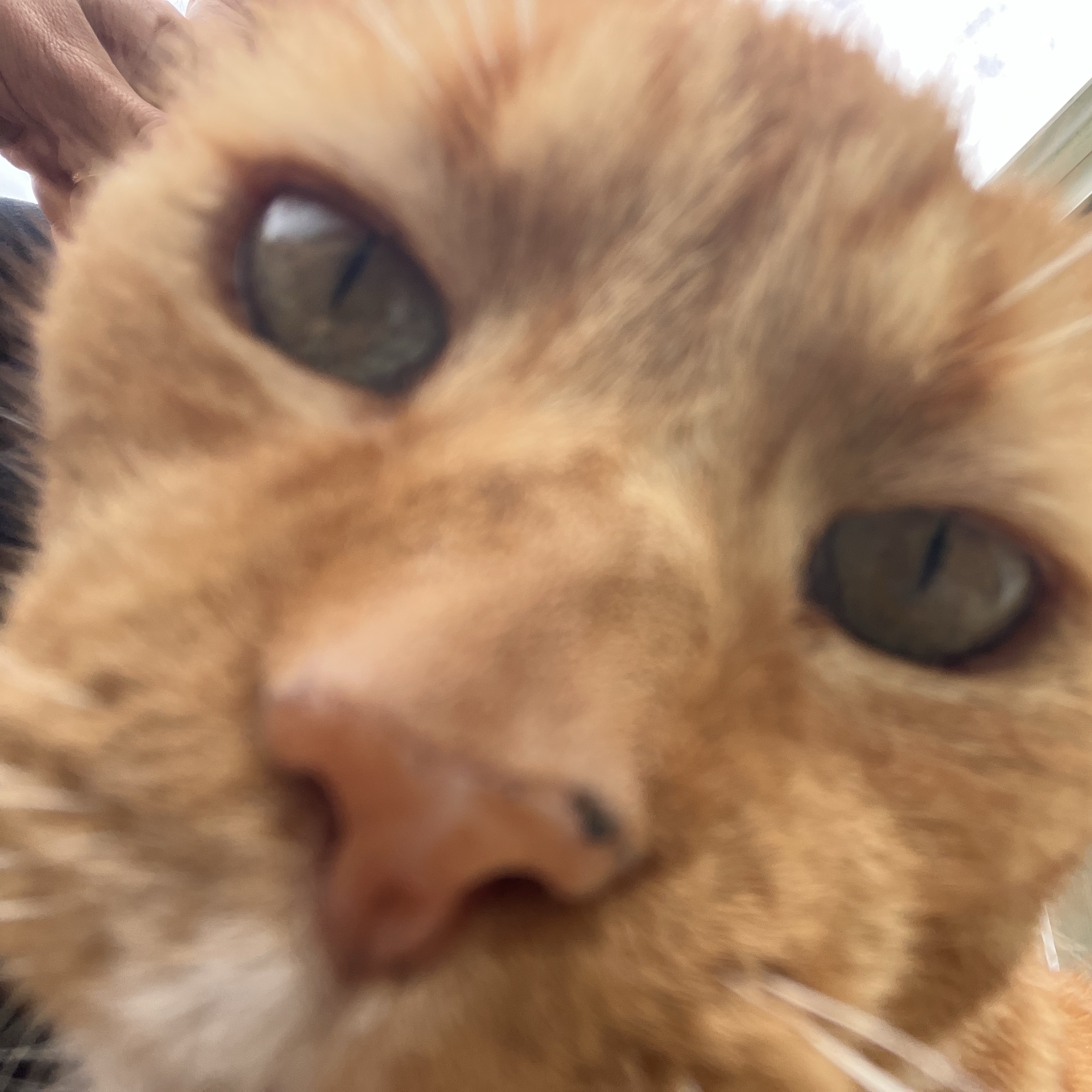 Vinnie