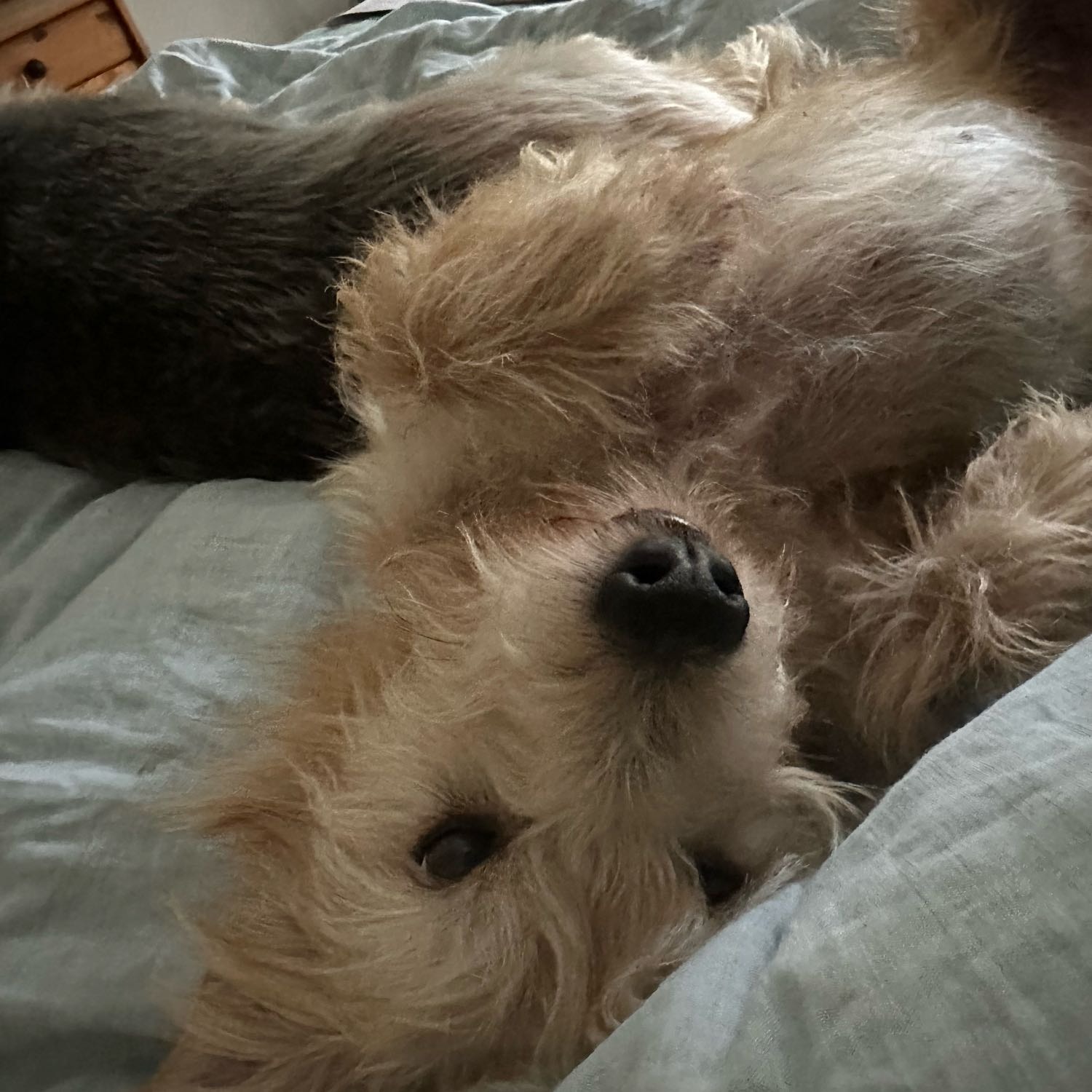 Fritzi